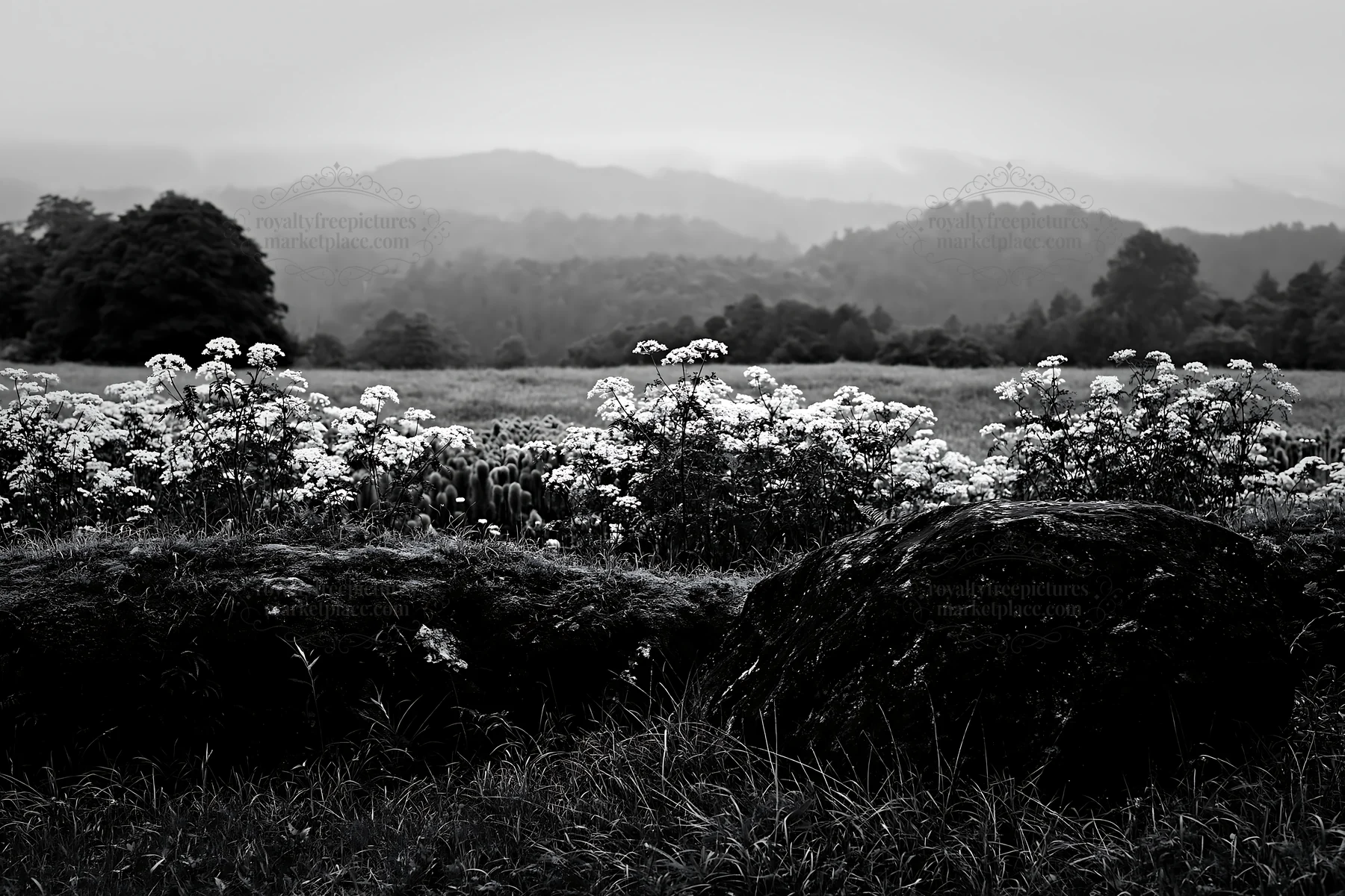 Misty meadow with moss covered stones in Shimane - AI-generated stock image