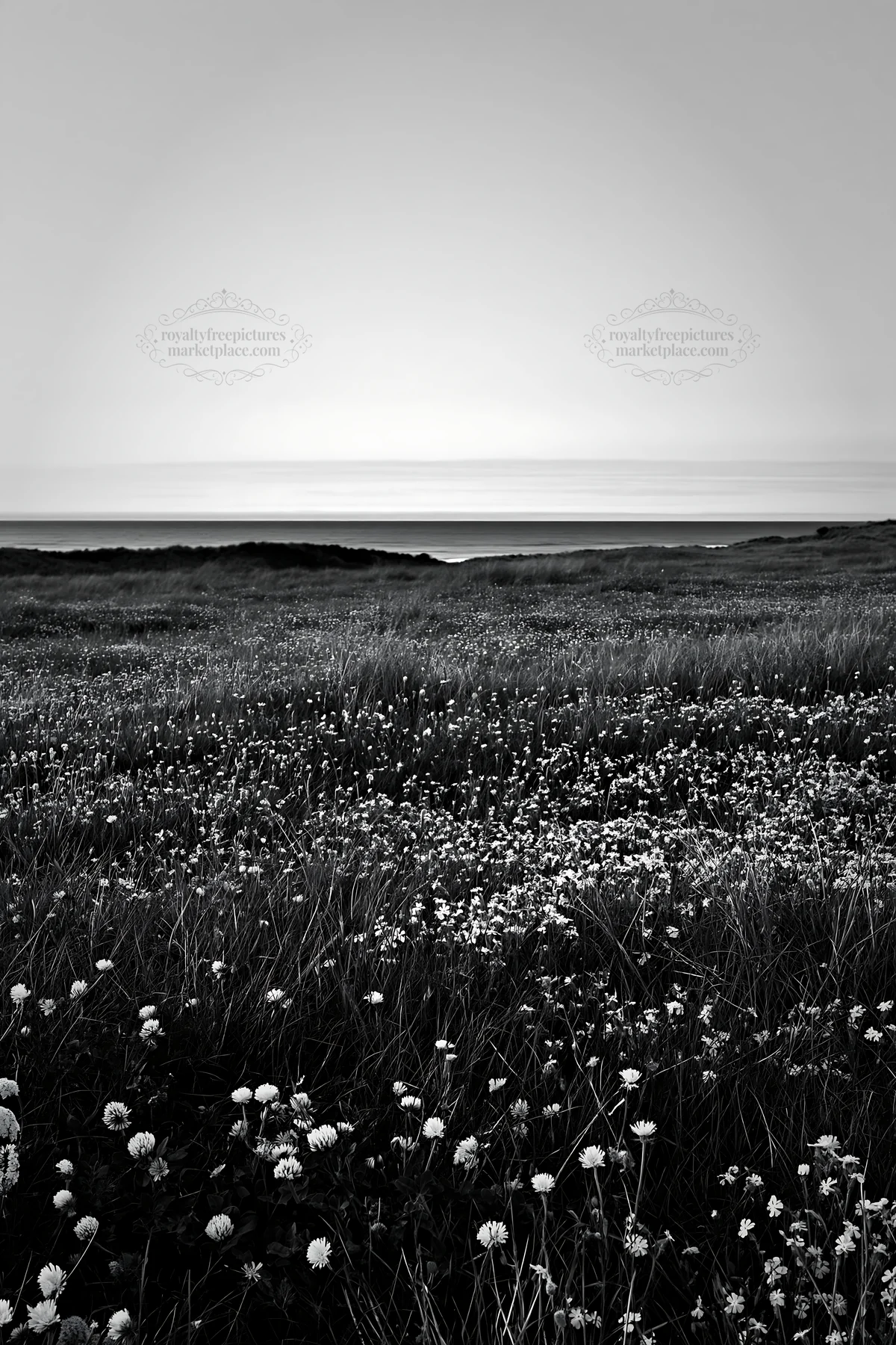 Machair beach meadow during twilight with wildflowers - AI-generated stock image