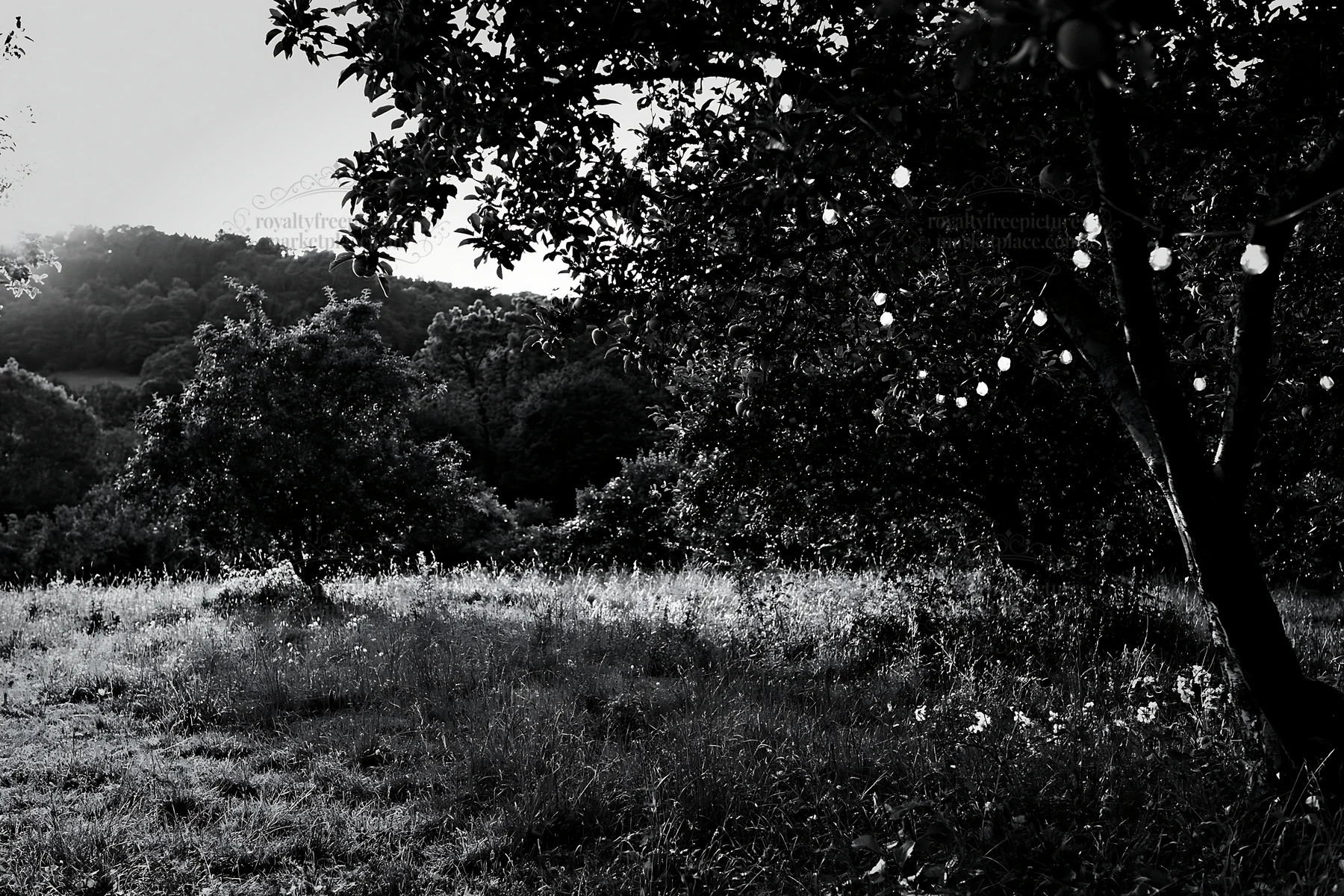 Apple trees in meadow with garlands for Christmas celebration - AI-generated stock image