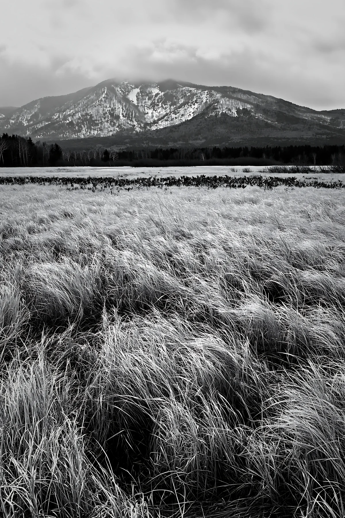 Akita meadow with silver grasses during snowmelt - AI-generated stock image