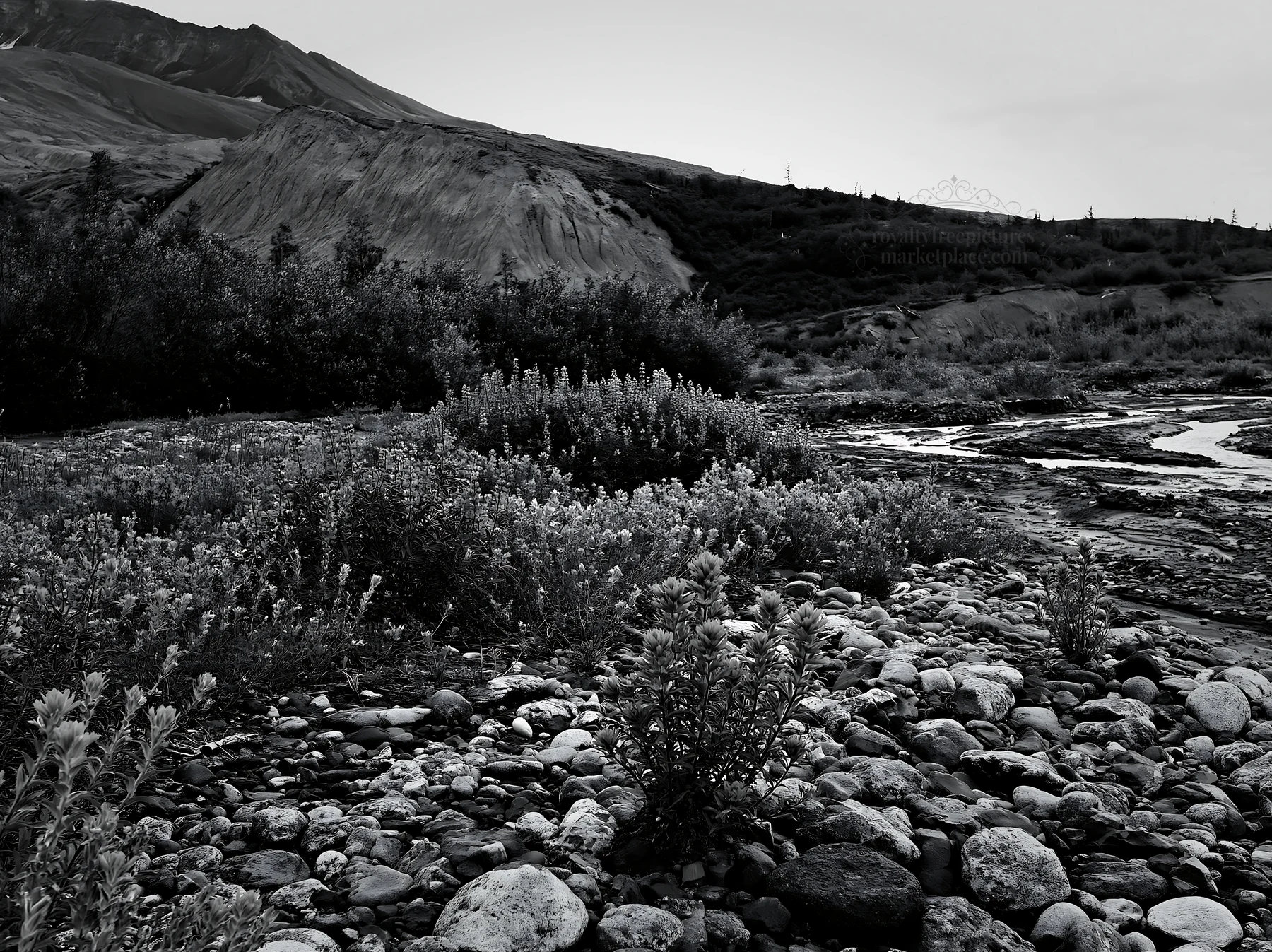 Paintbrush lupine meadow in black and white landscape - AI-generated stock image