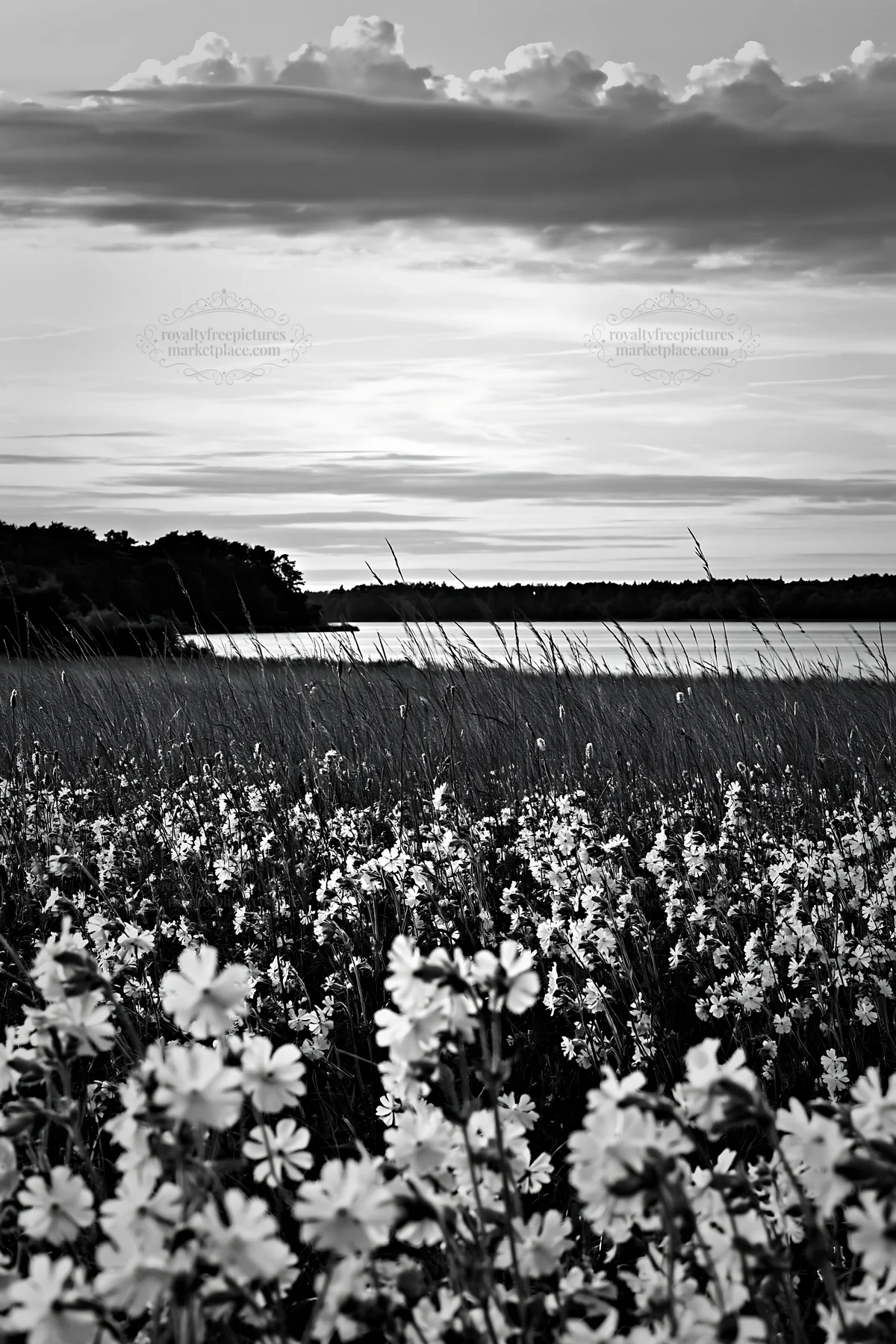 Black and white german lakeside meadow with flowers at sunset - AI-generated stock image