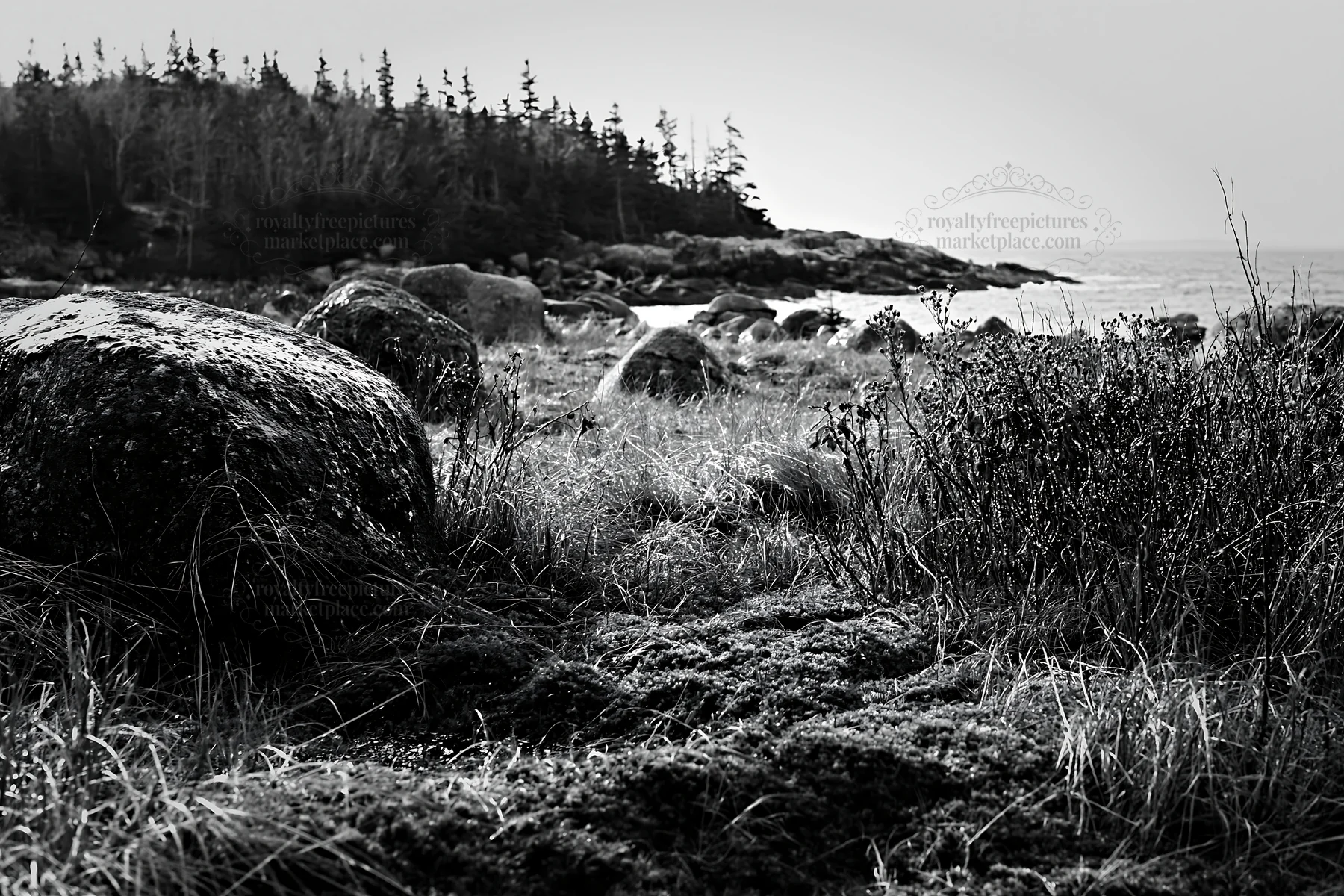 Mossy boulders in a meadow near the coast - AI-generated stock image