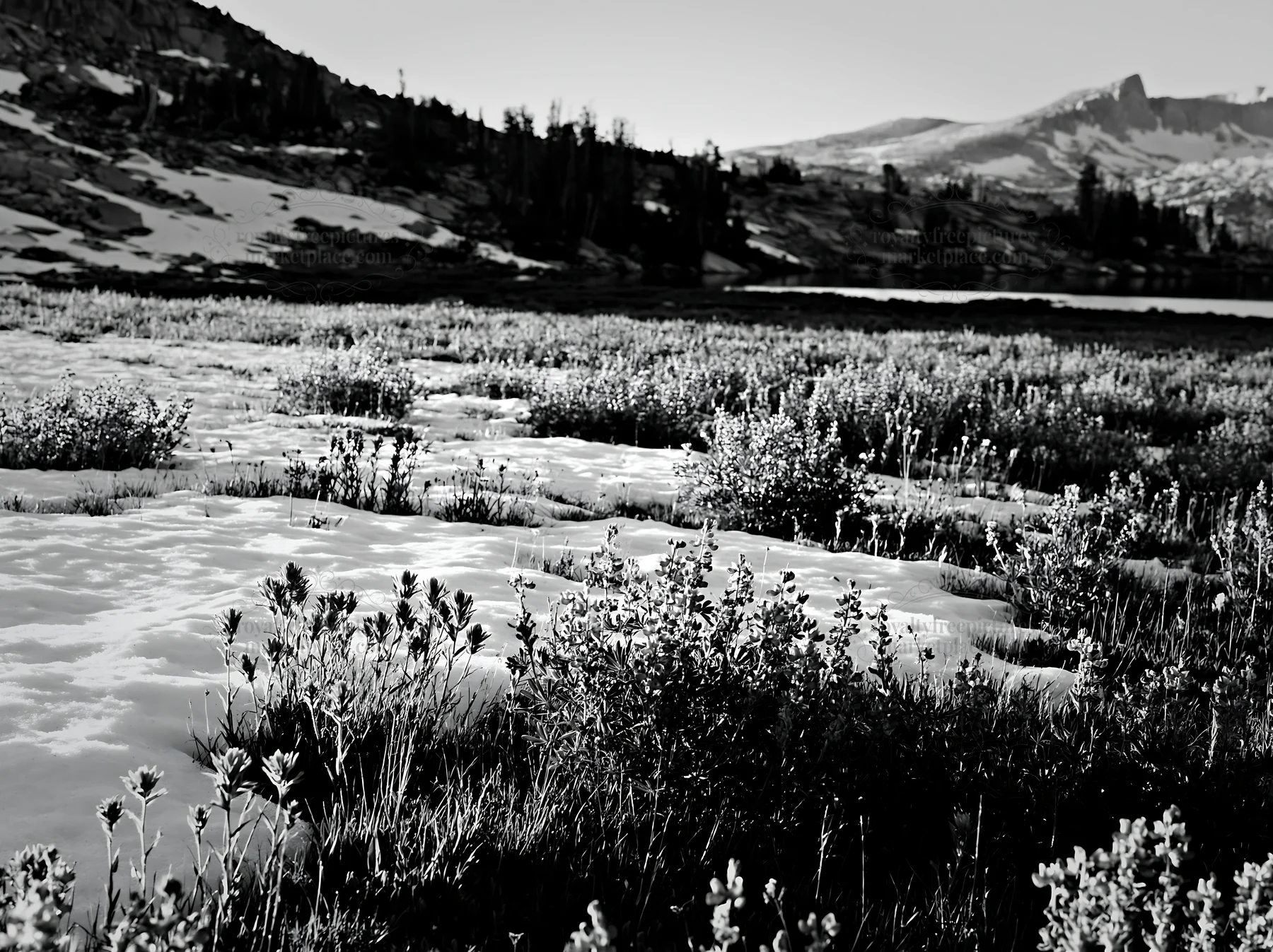 Snowy lakeside meadow with grass and flowers in the foreground - AI-generated stock image