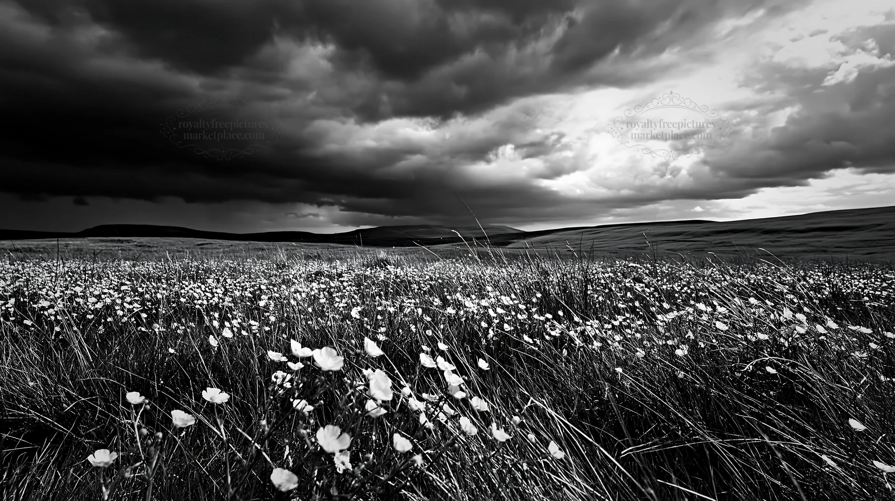Buttercup meadow under cloudy sky in black and white - AI-generated stock image