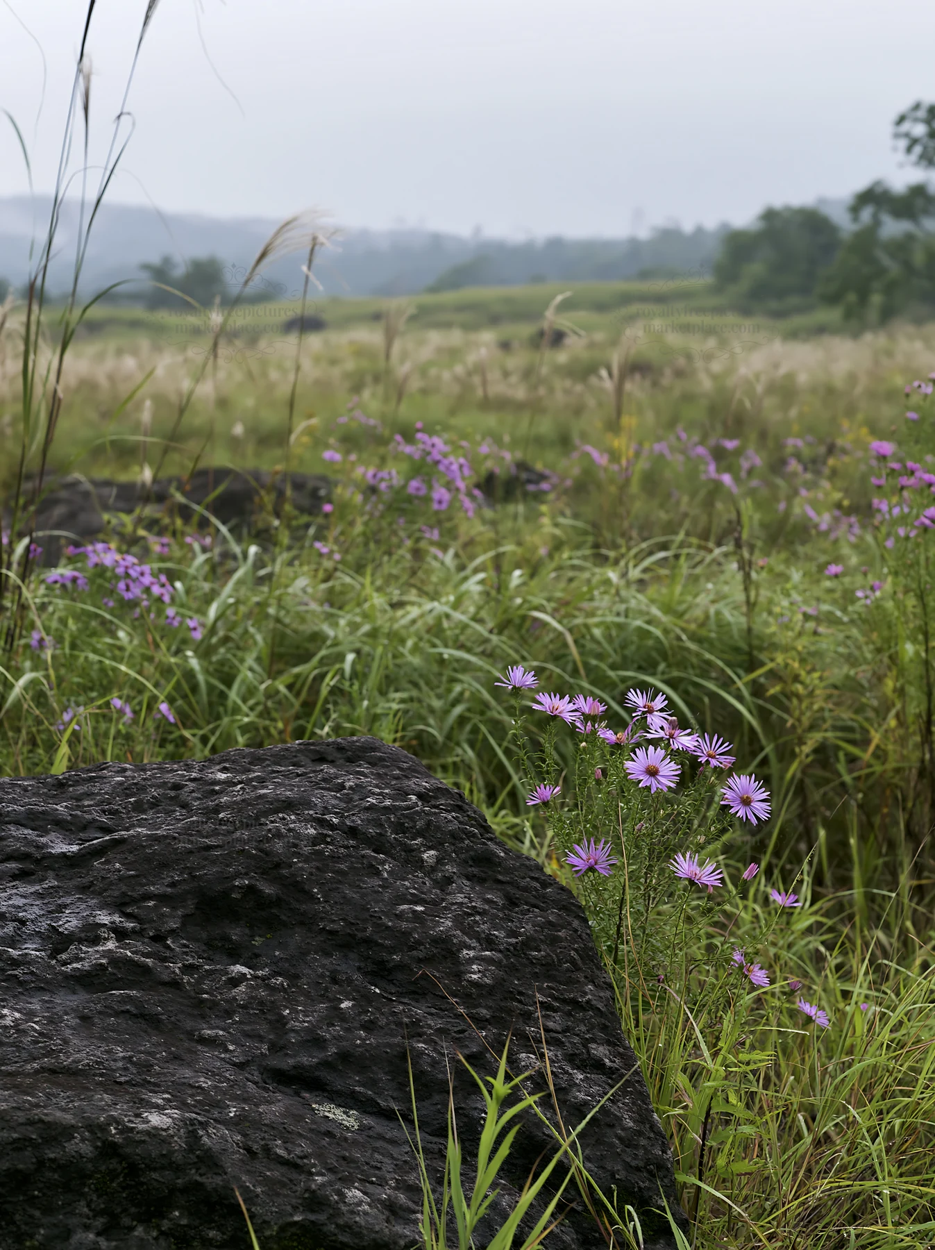 Kumamoto volcanic meadow dark rock foreground with purple flowers - AI-generated stock image