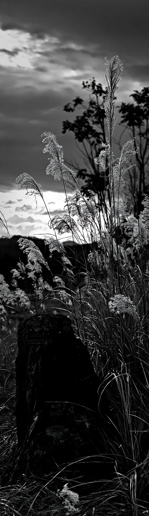 Black and white fukushima native meadow with weathered stump in evening light - AI-generated stock image