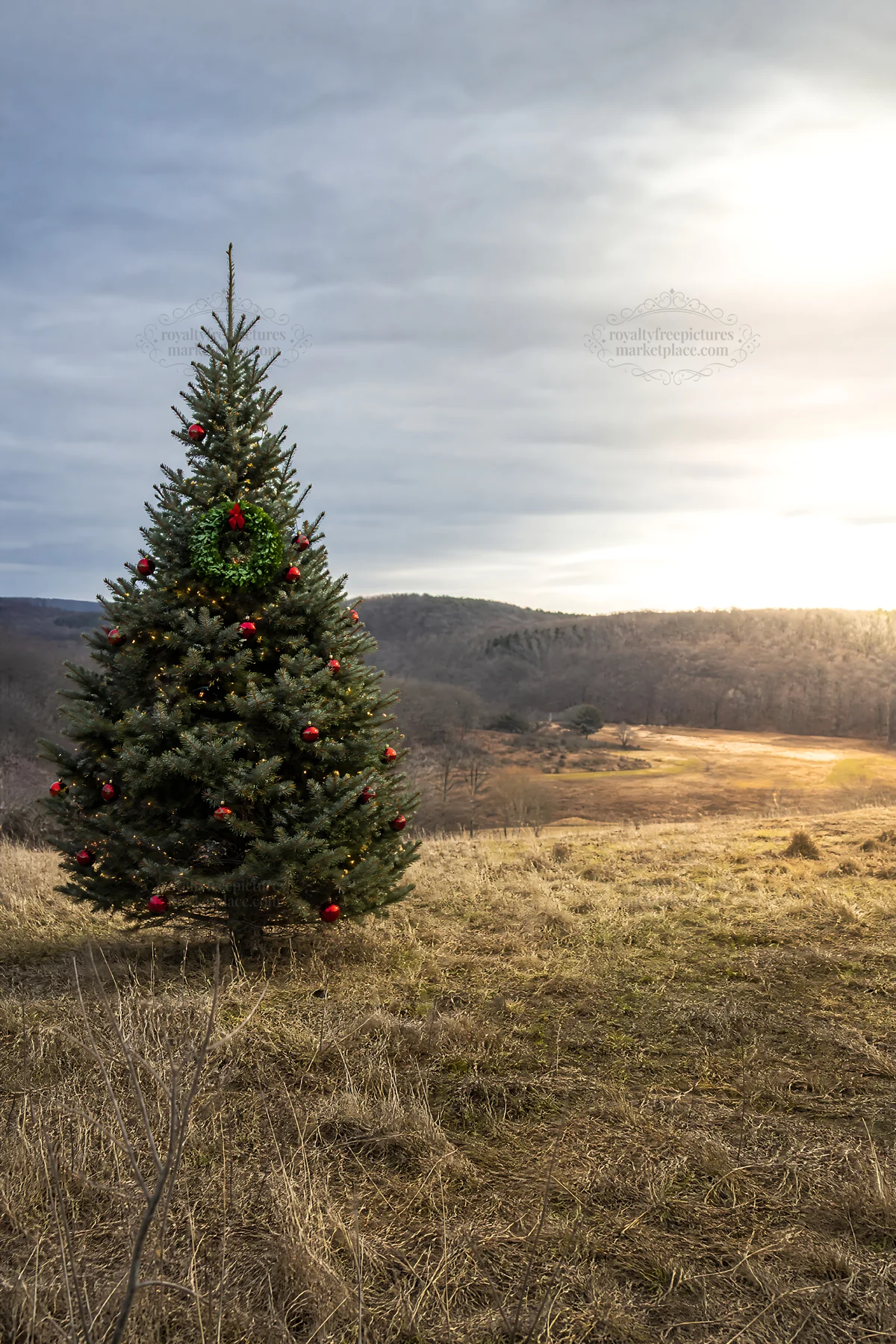 Vibrant Christmas tree in meadow under winter sunlight - AI-generated stock image