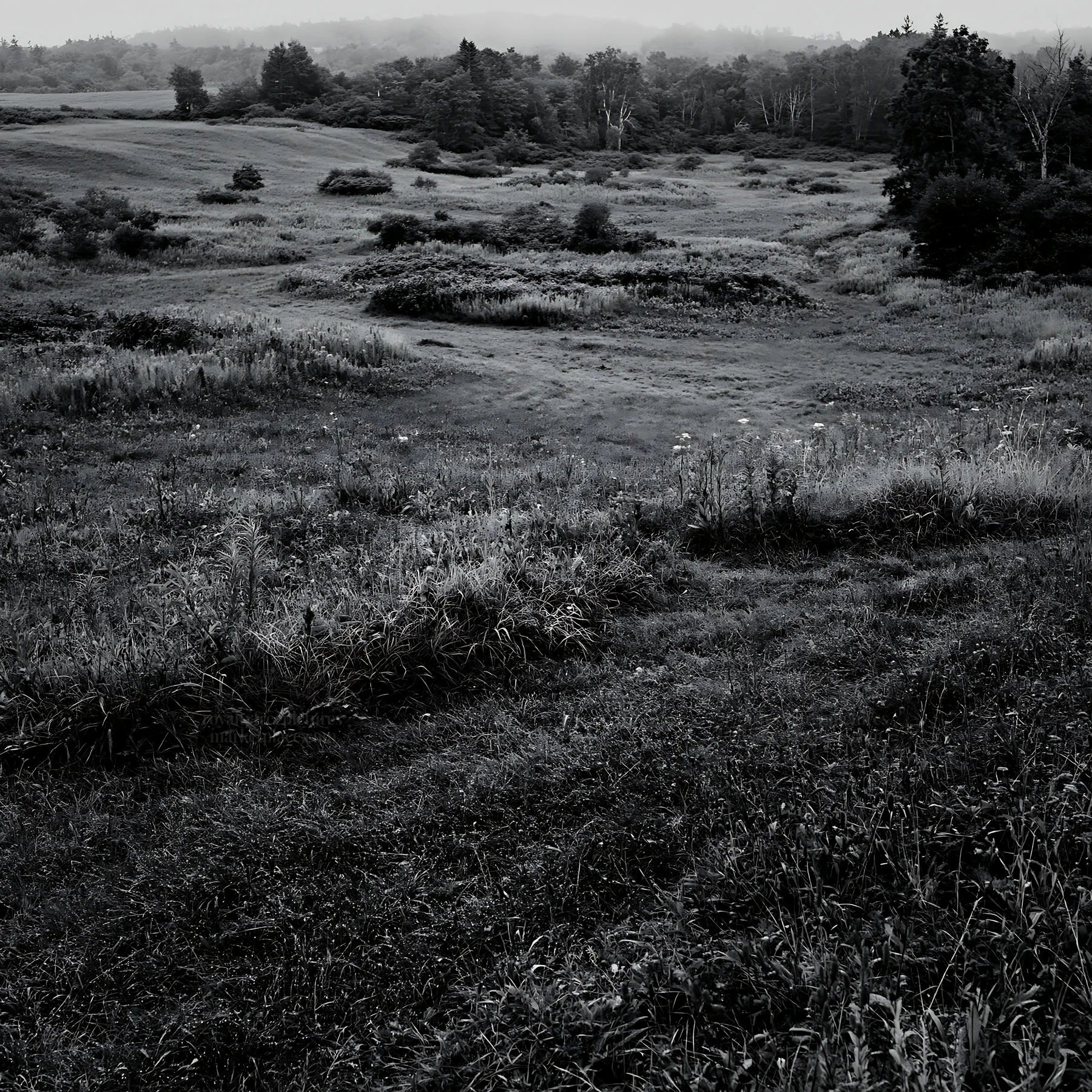 Expansive Hokkaido restoration meadow with dewdrops - AI-generated stock image
