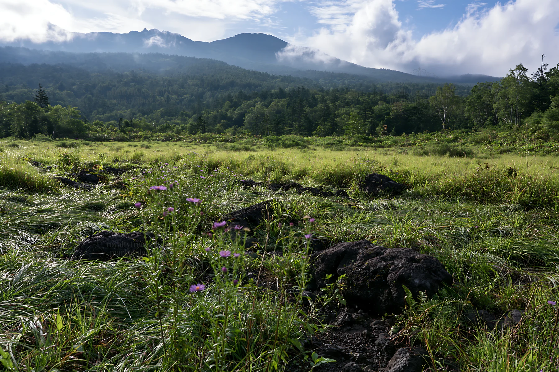 Yamanashi regenerative meadow with basalt stones and forest view - AI-generated stock image