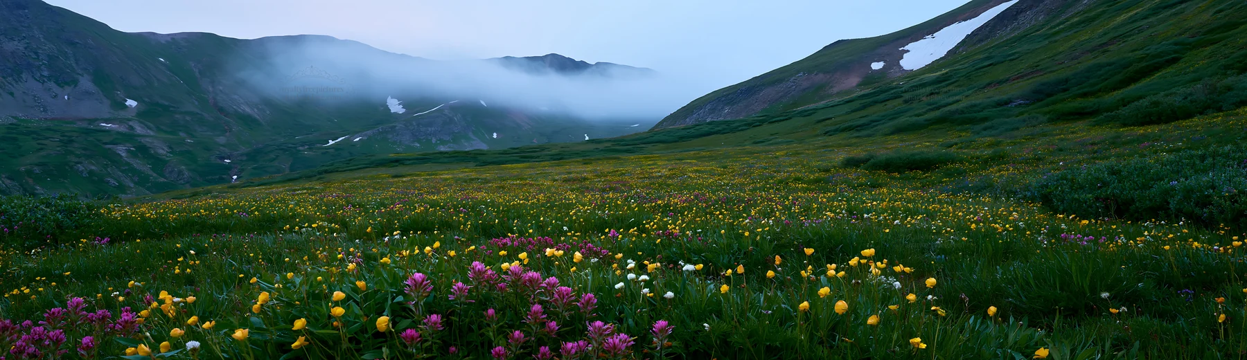 Colorful buttercup meadow in mountain landscape during twilight - AI-generated stock image