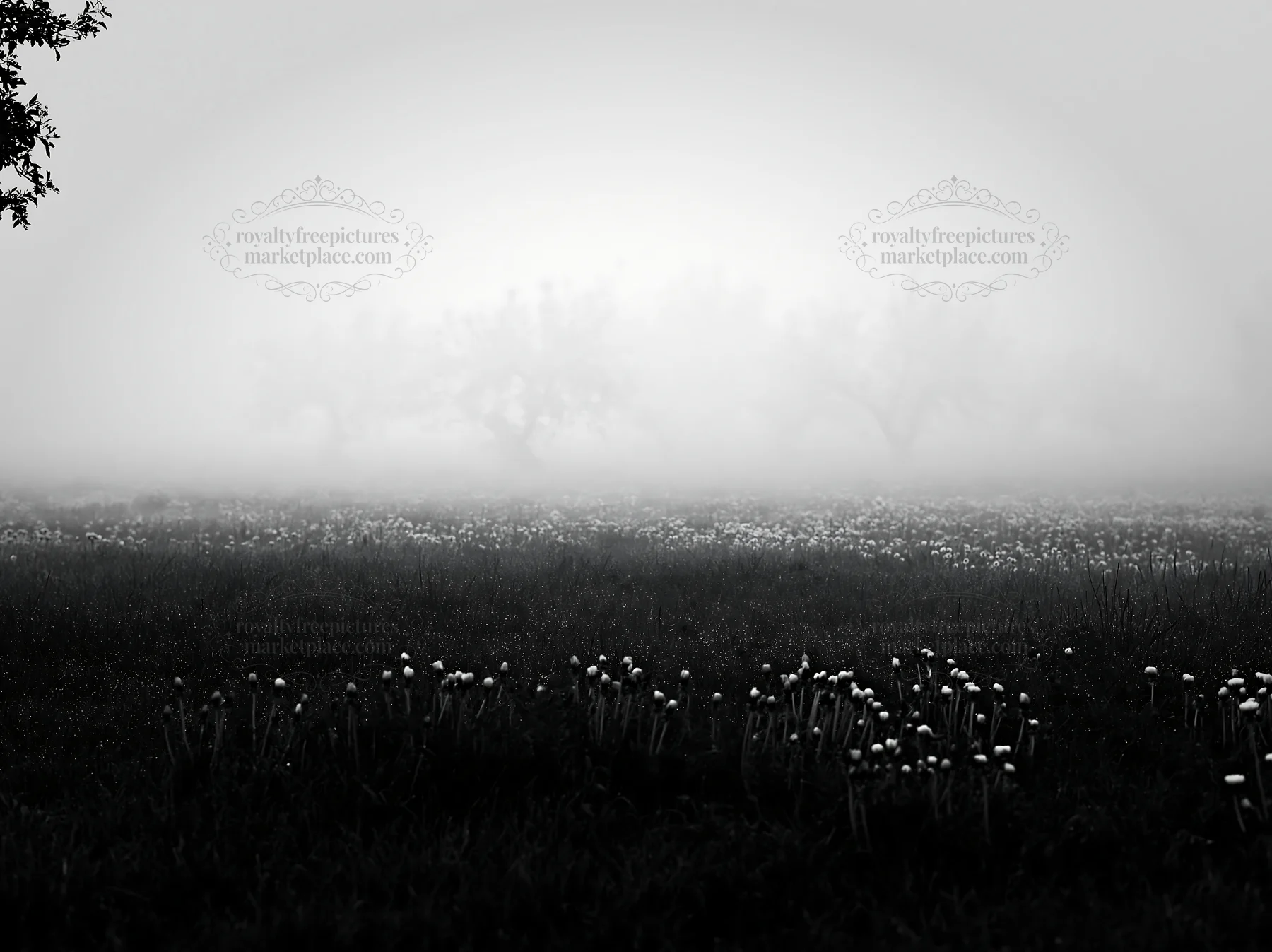 Black and white dandelion orchard meadow in fog with green grass and trees - AI-generated stock image
