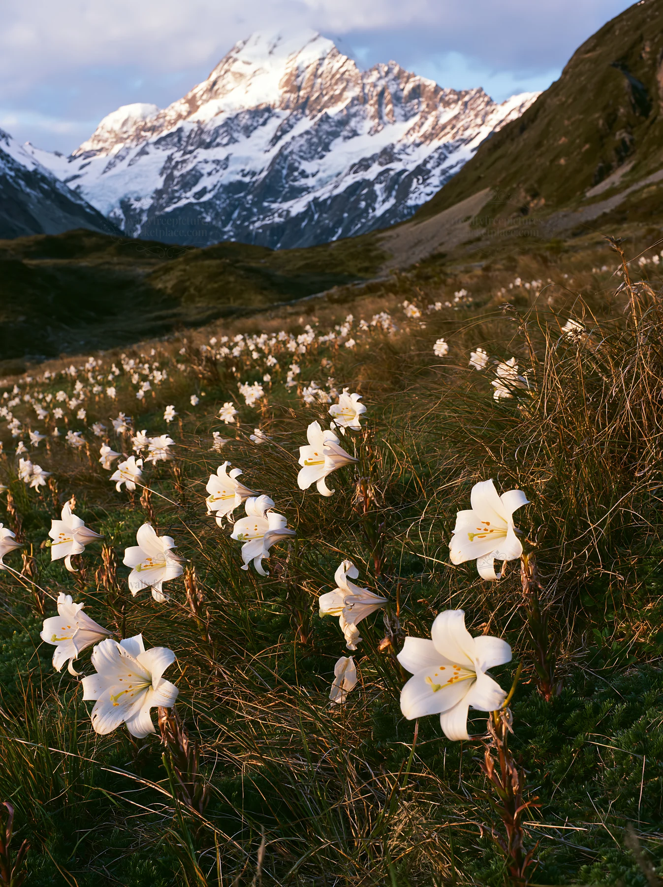 Snowline meadow with white flowers and snow-capped mountains - AI-generated stock image
