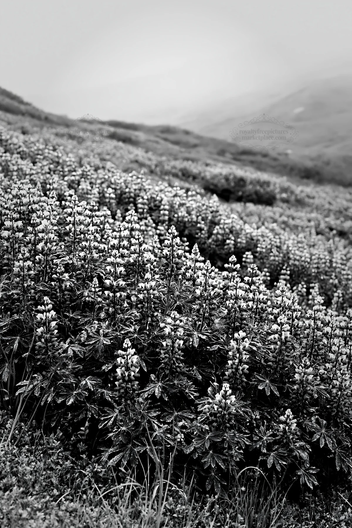 Colorful lupine meadow under cloudy sky - AI-generated stock image