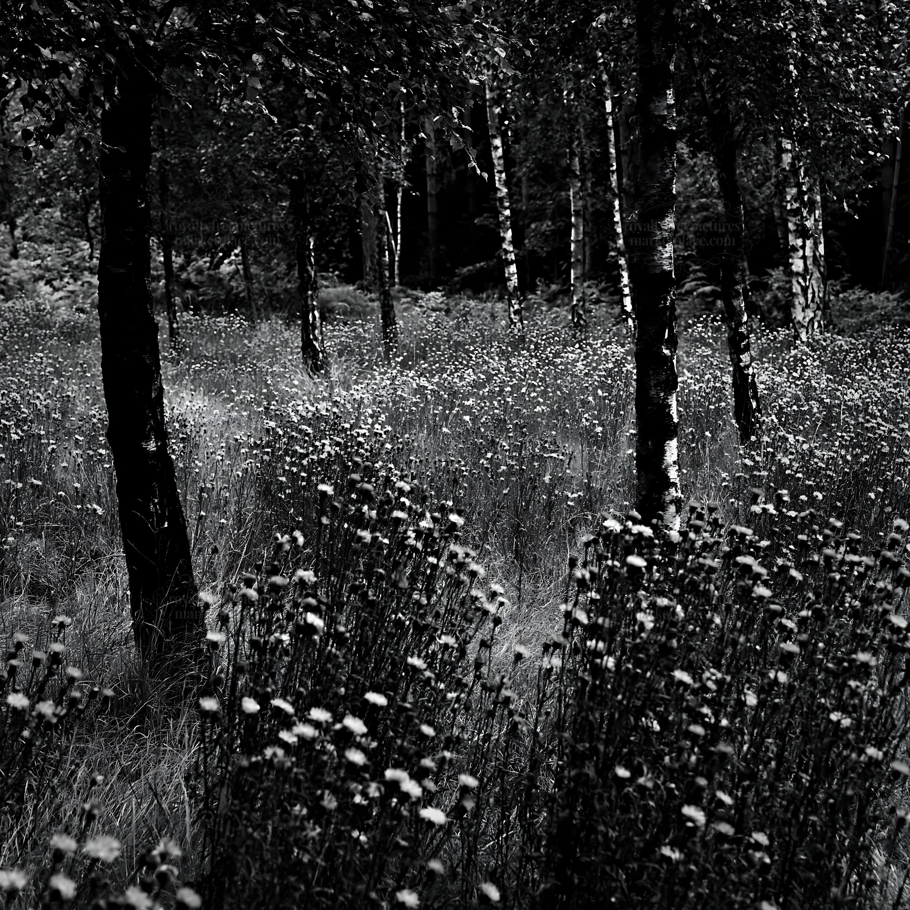 Forest edge meadow with flowers and trees in black and white - AI-generated stock image