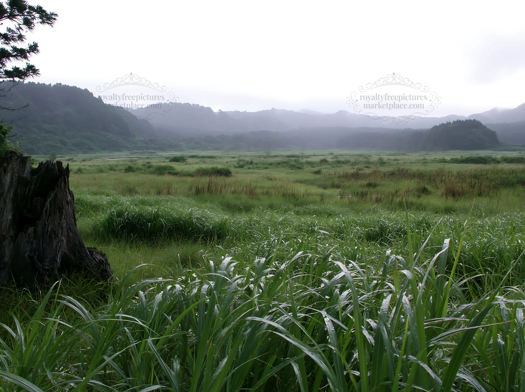 Fukushima native meadow with weathered stump and green grass - AI-generated stock image