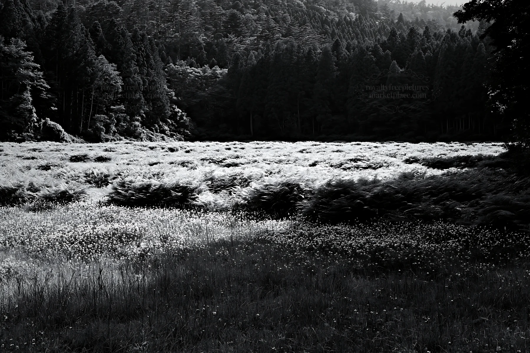Nara summer meadow with fern in the foreground - AI-generated stock image