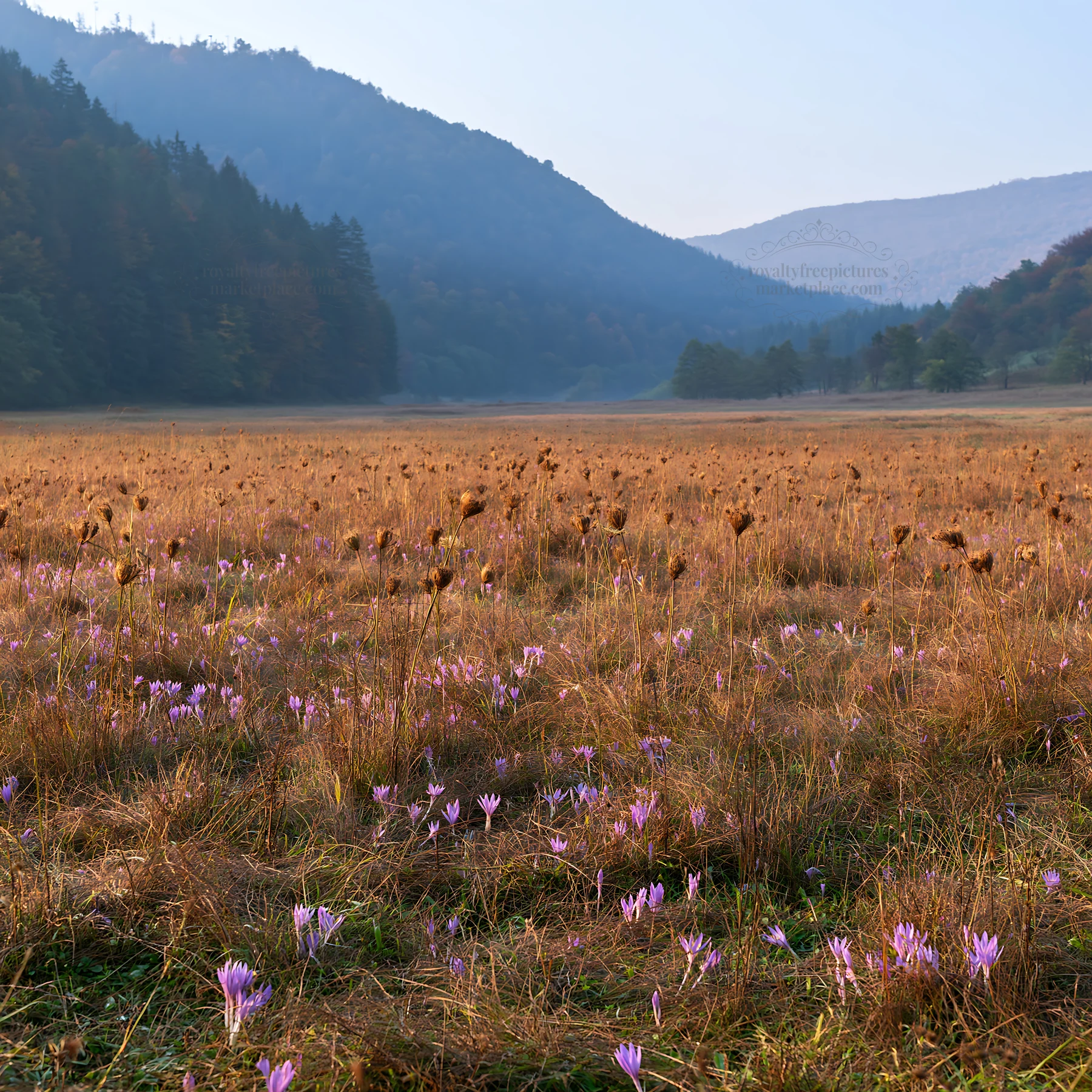 Slovak meadow across Carpathian valley with flowers - AI-generated stock image