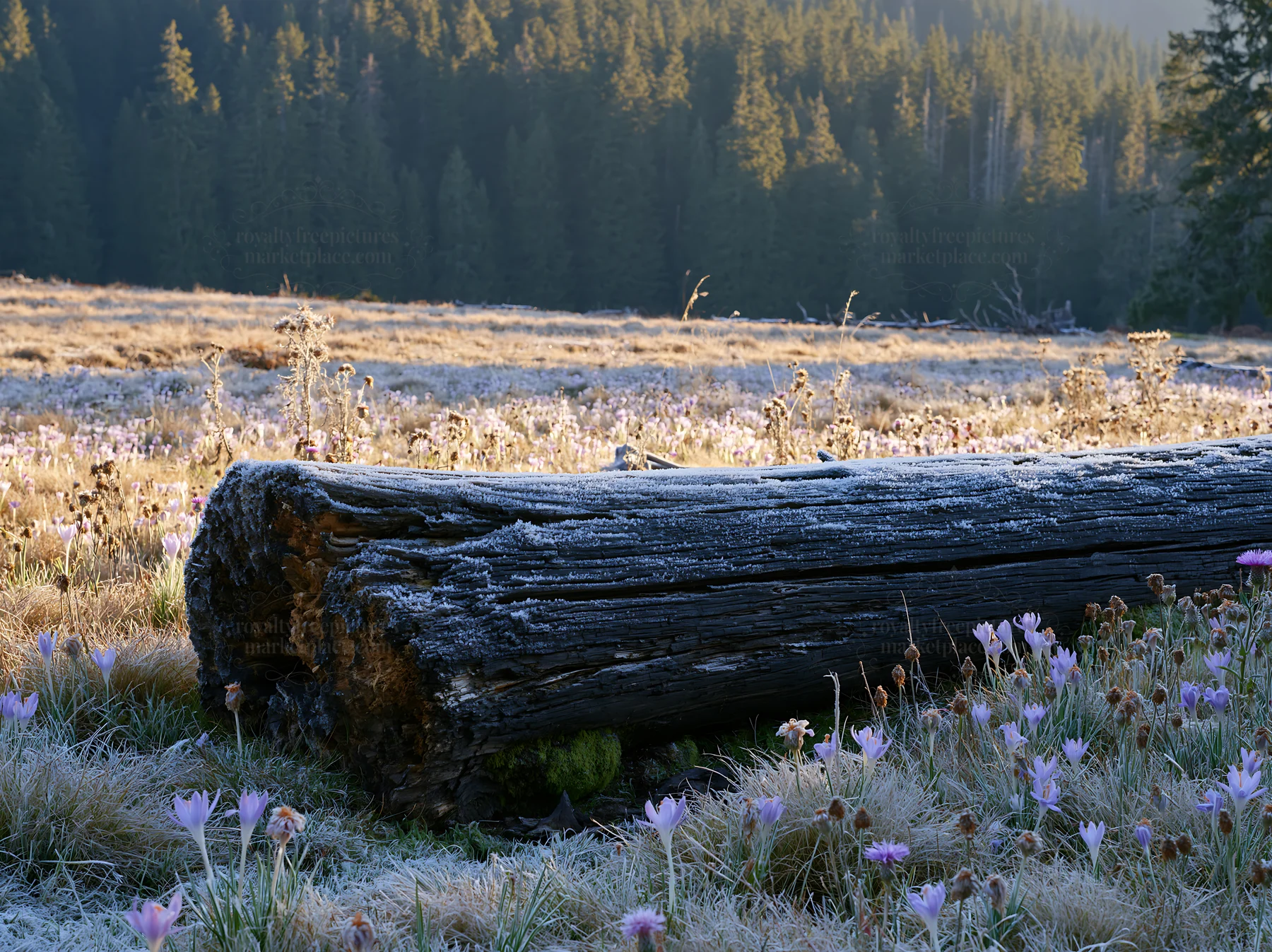 Frost-covered log in a meadow with wildflowers - AI-generated stock image