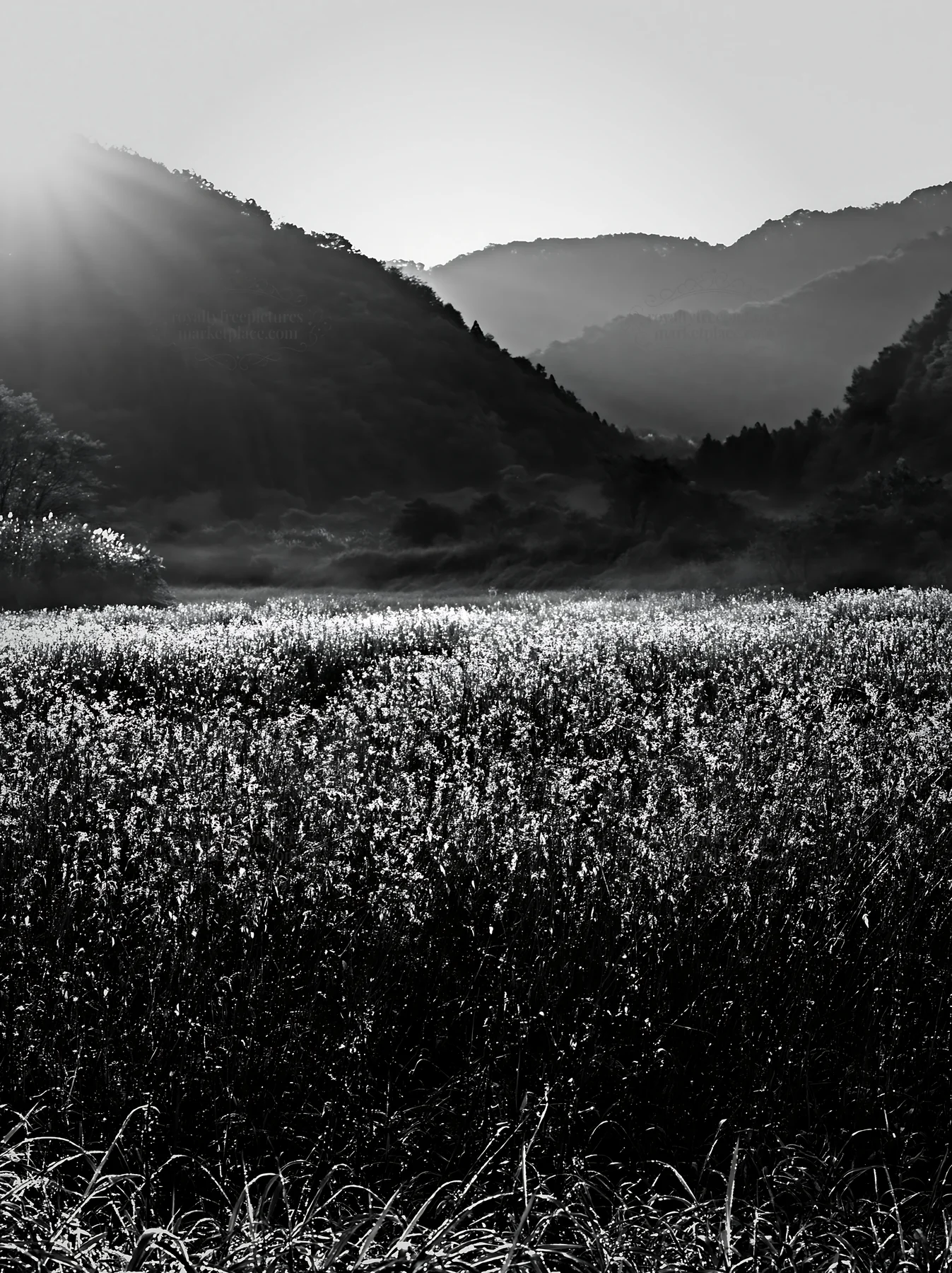 Restored meadow in Aichi during autumn with seedheads - AI-generated stock image