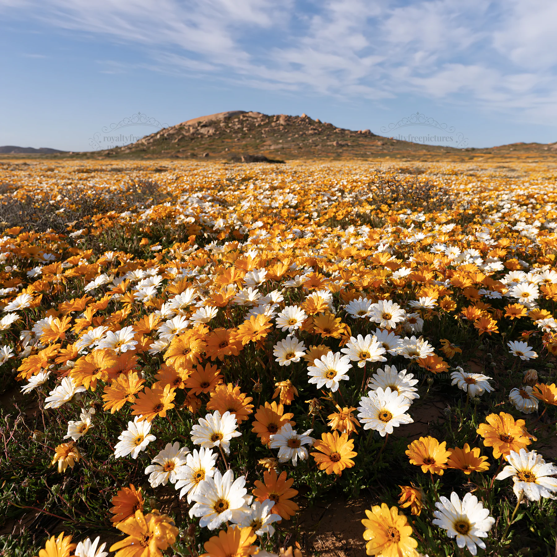 Rainwashed meadow full of yellow and white flowers under blue sky - AI-generated stock image