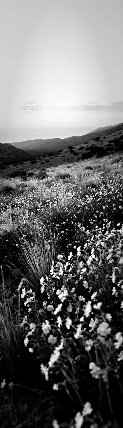 Croatian meadow overlooking Adriatic coast at dusk - AI-generated stock image