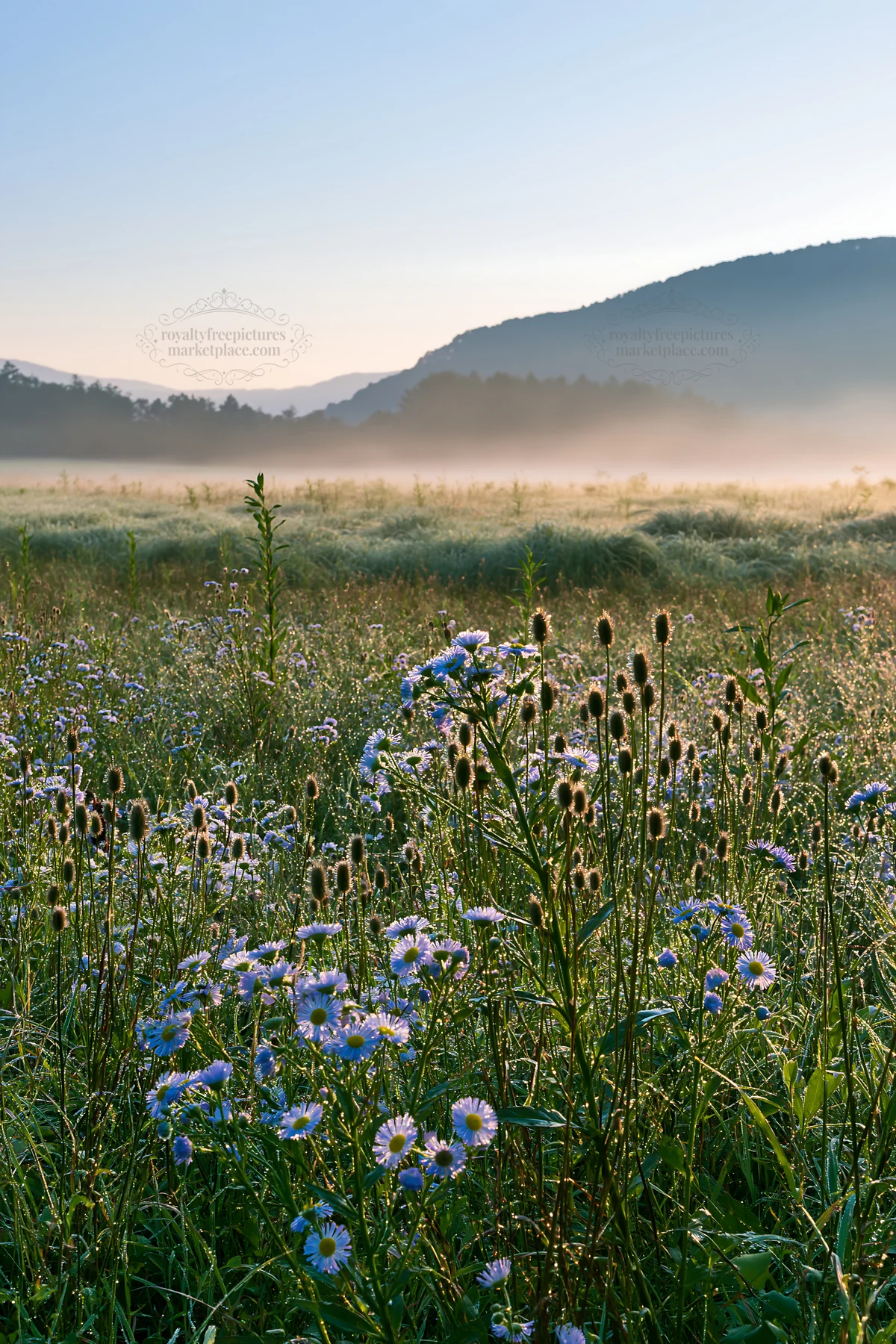 Biodiverse Nagano silver grass meadow dew in morning light - AI-generated stock image