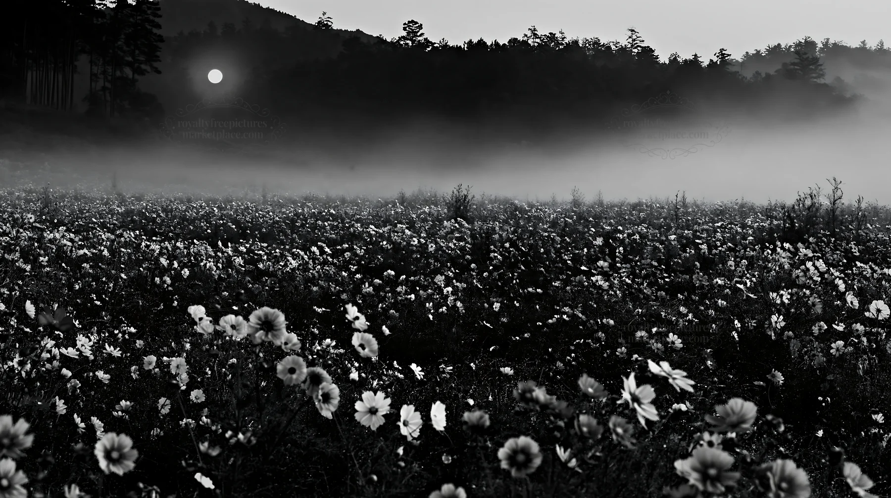 Colorful cosmos meadow at sunrise under misty sky - AI-generated stock image