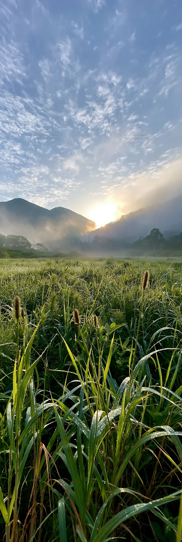 Iwate rain refreshed meadow seedhead foreground - AI-generated stock image