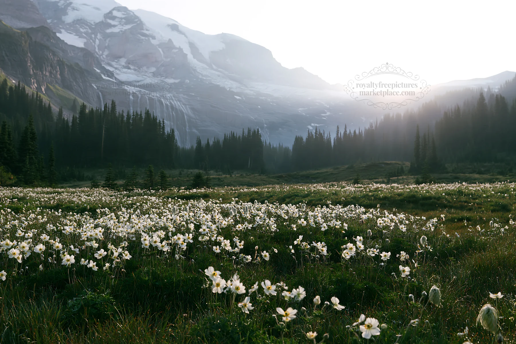 Flower meadow with distant cascade in the mountains - AI-generated stock image