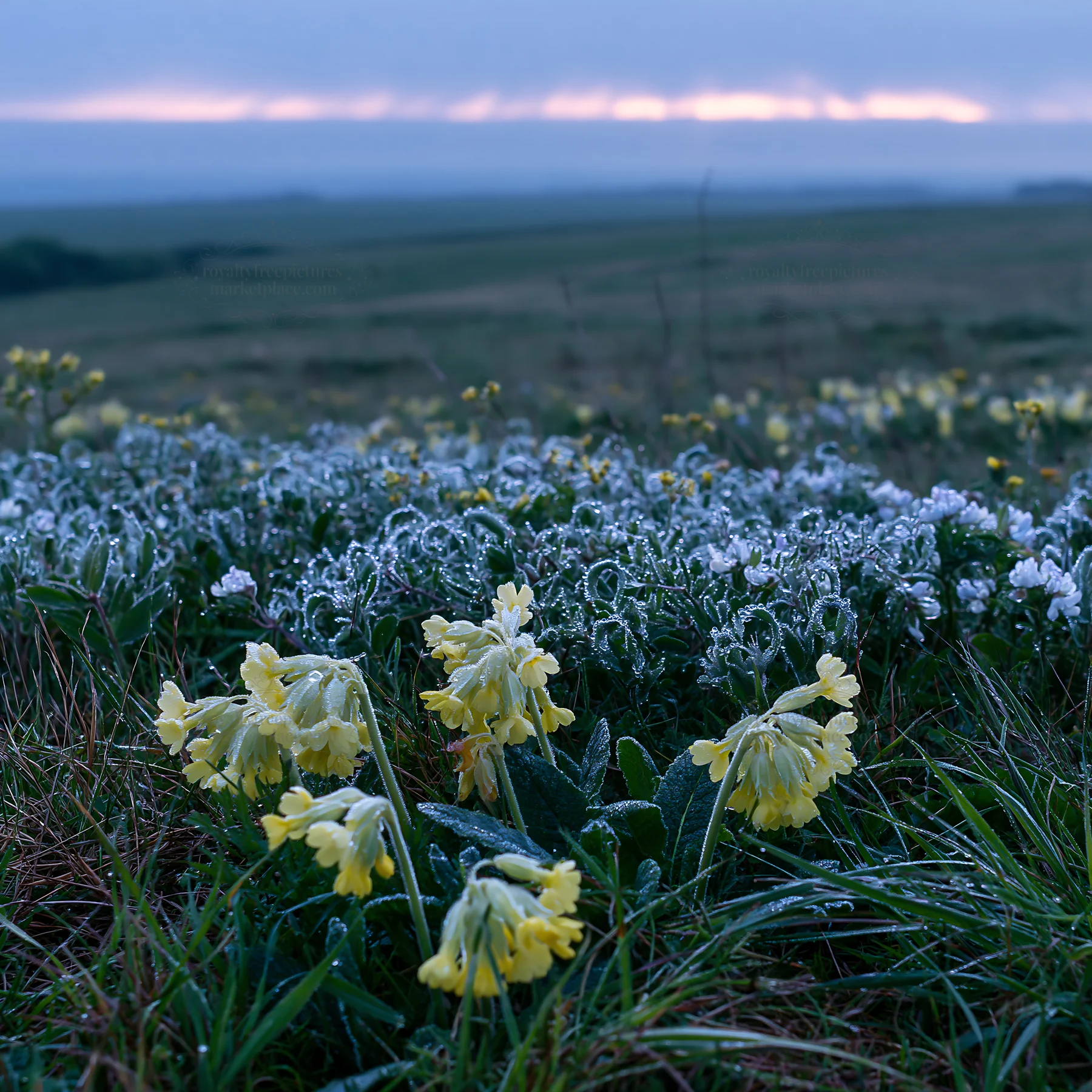 Meadow with crepuscular rays and yellow flowers - AI-generated stock image
