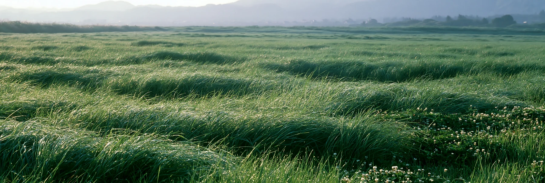 Miyazaki sunrise meadow dew covered sedges at dawn - AI-generated stock image