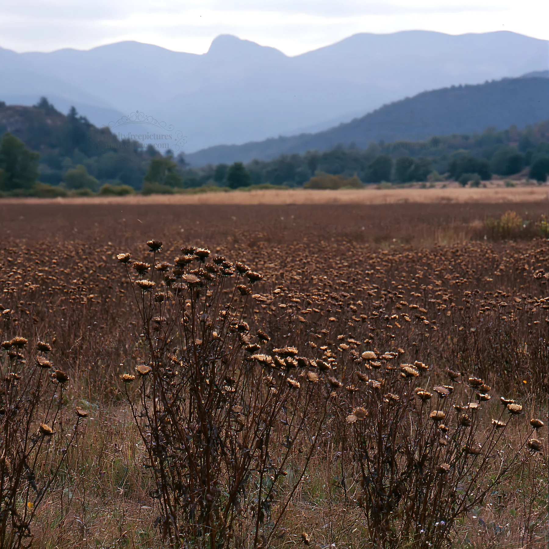Meadow with dried plants under Pyrenees mountains in France - AI-generated stock image