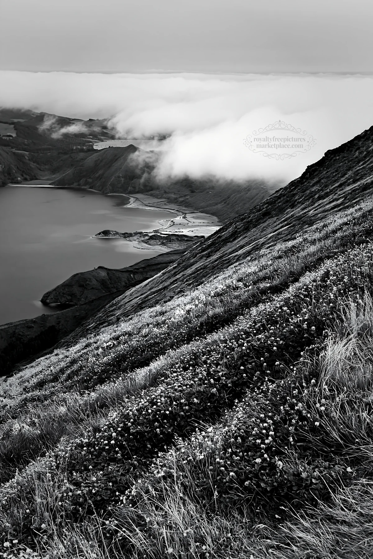 Black and white colorful clover meadow on a hillside near a lake - AI-generated stock image