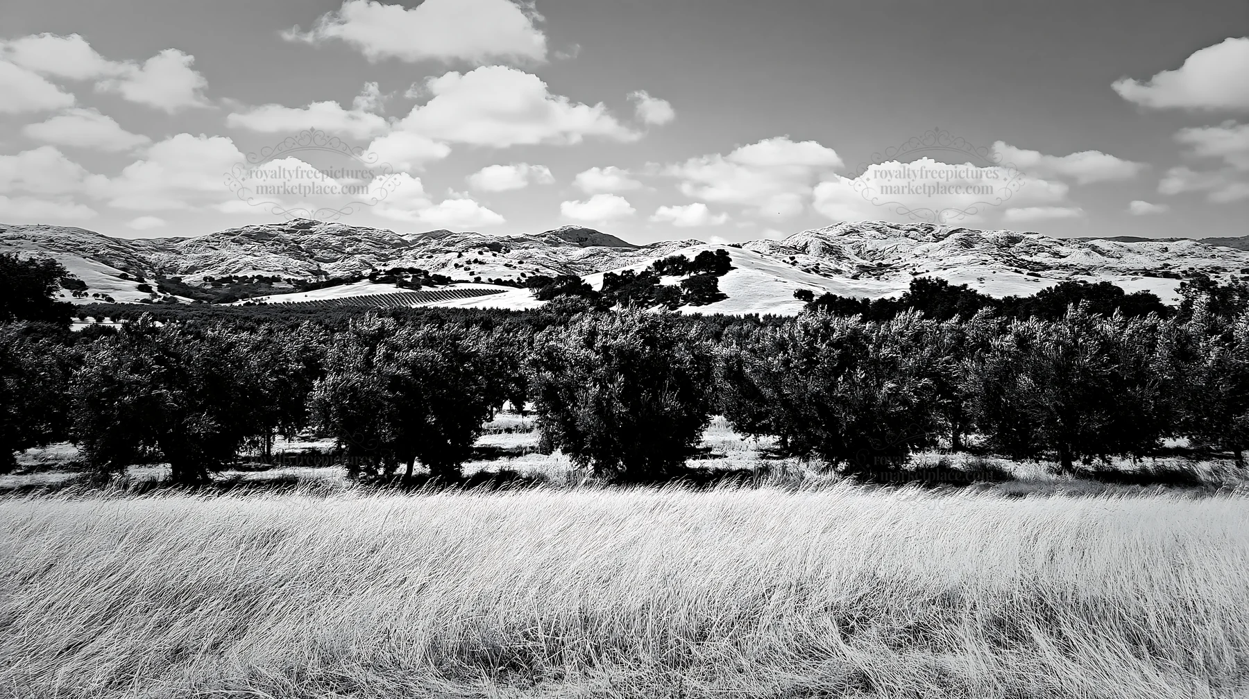 Foothill orchard meadow with bushes and mountains in background - AI-generated stock image