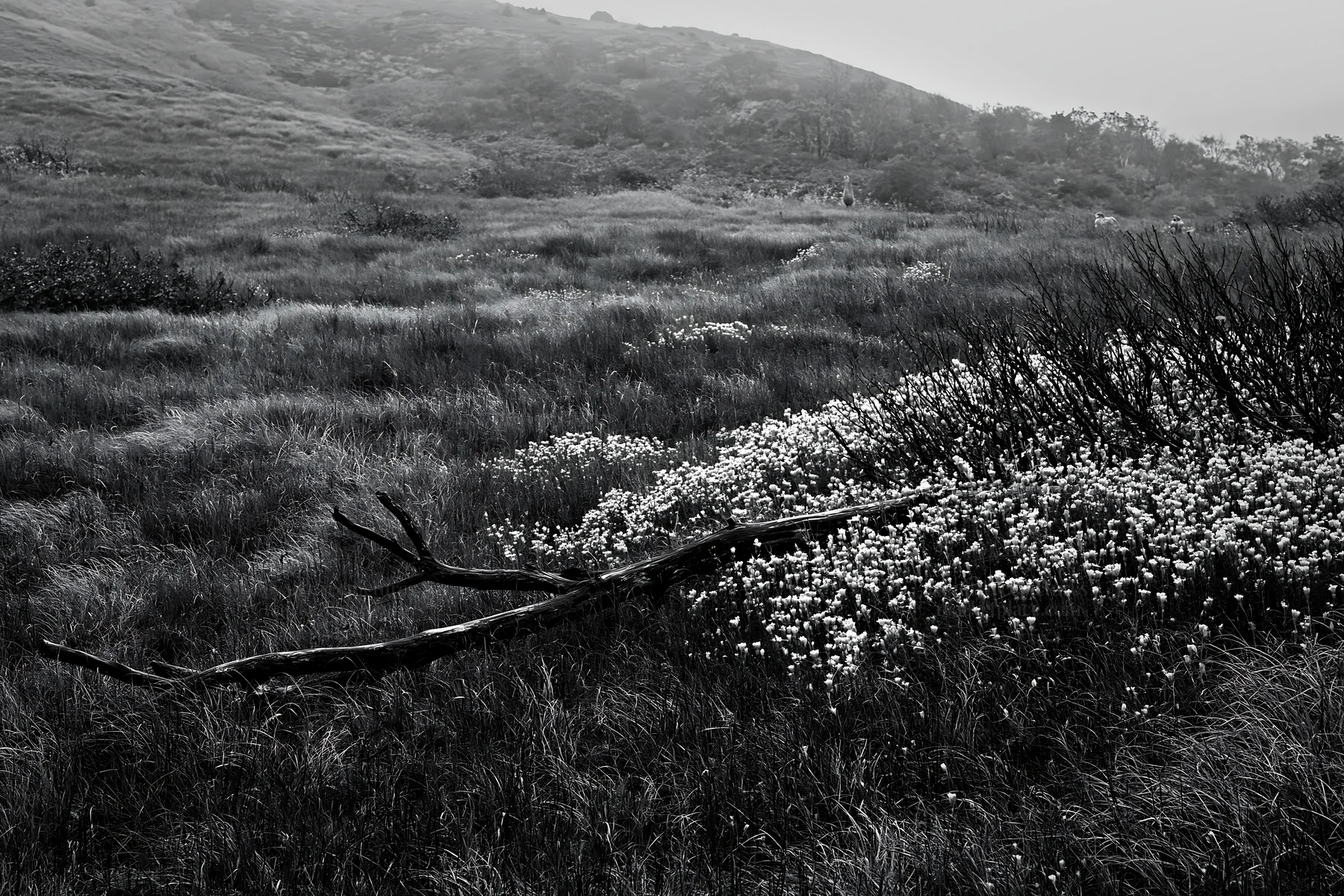 Black and white yamagata rewilded meadow with fallen branch in the foreground - AI-generated stock image