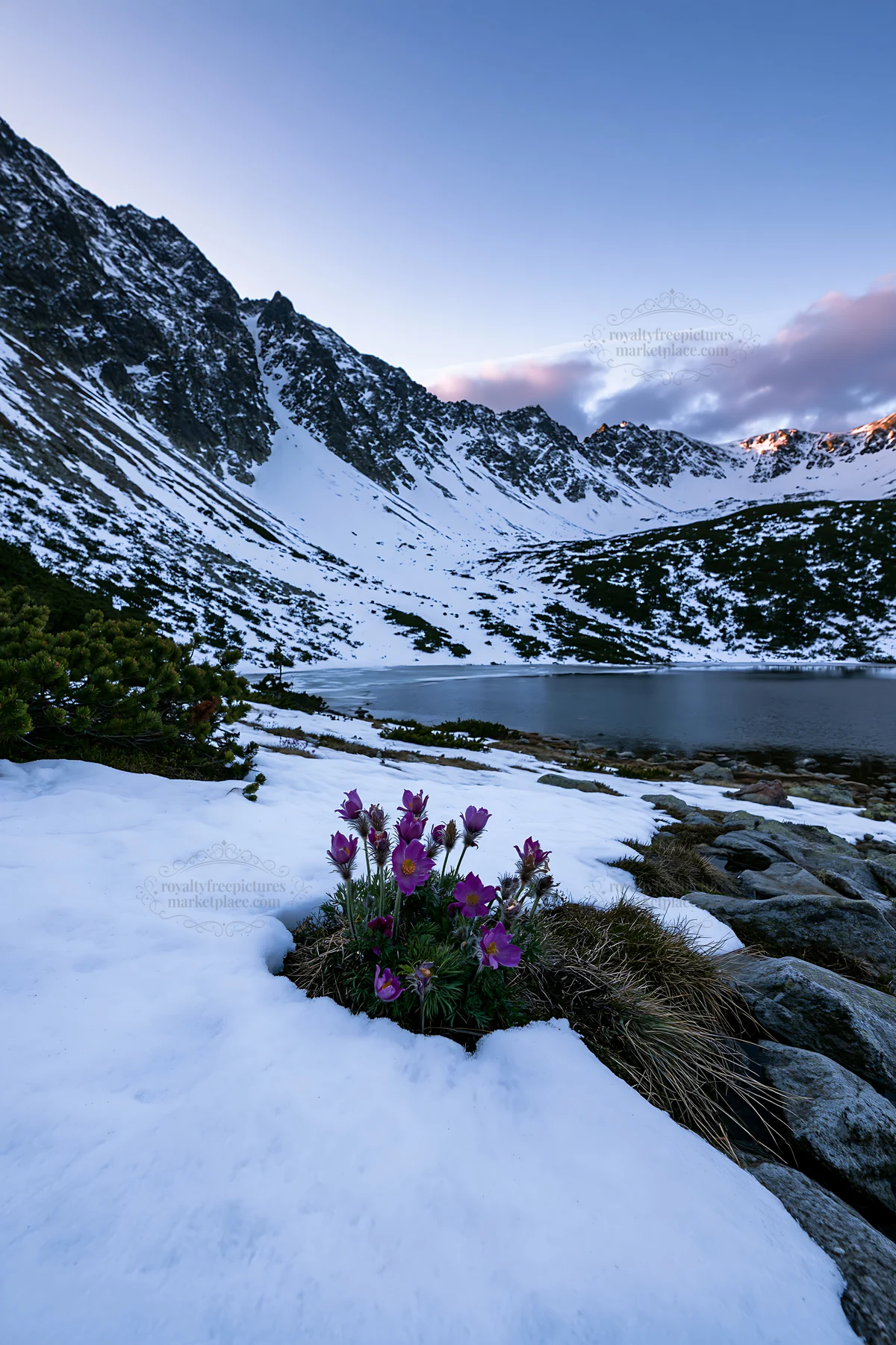 Snowy lakeside meadow with flowers near mountains - AI-generated stock image