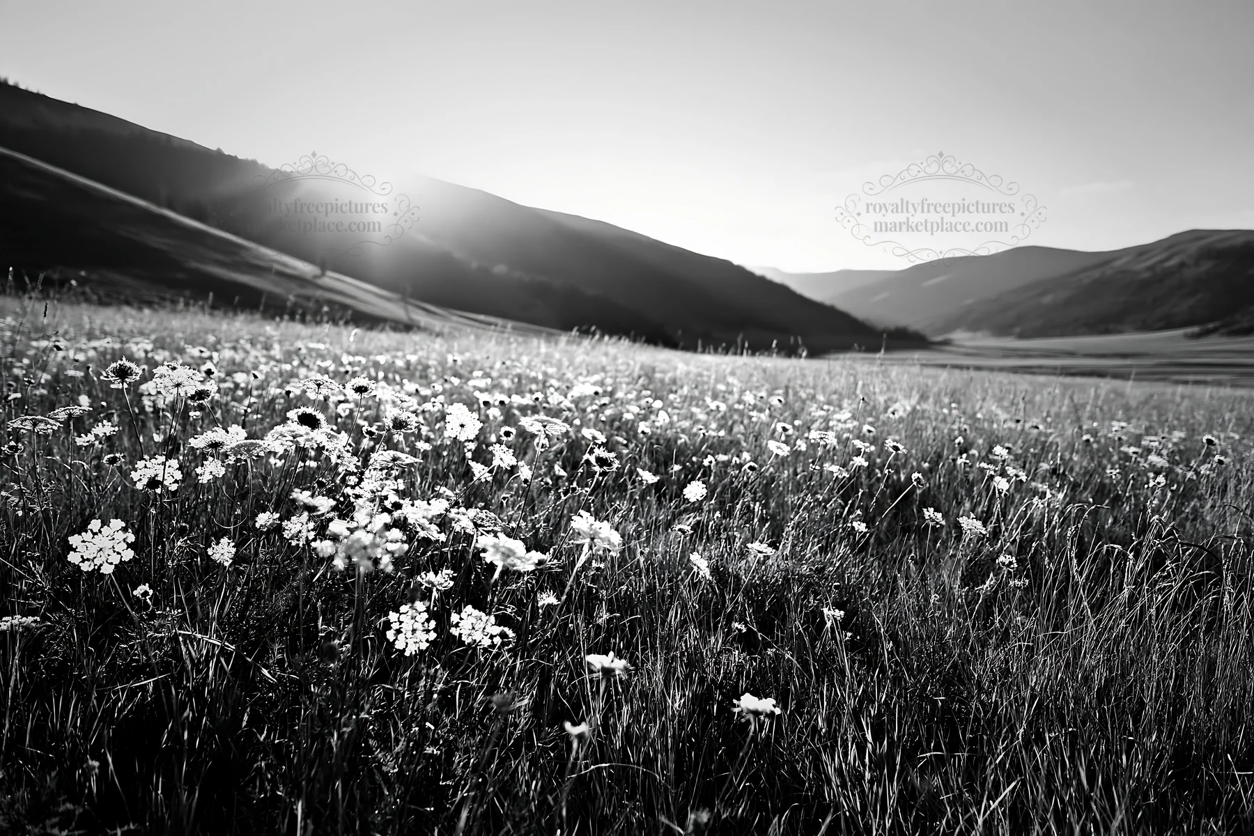 Sunny meadow with flowers and mountains in the background - AI-generated stock image