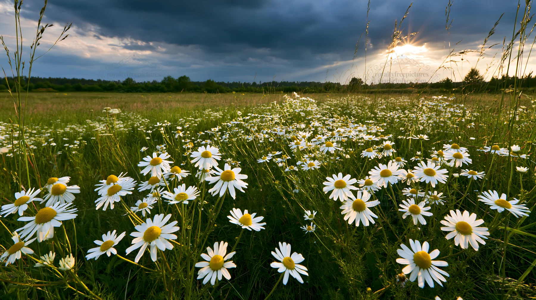 Chamomile meadow under cloudy sky during sunset - AI-generated stock image
