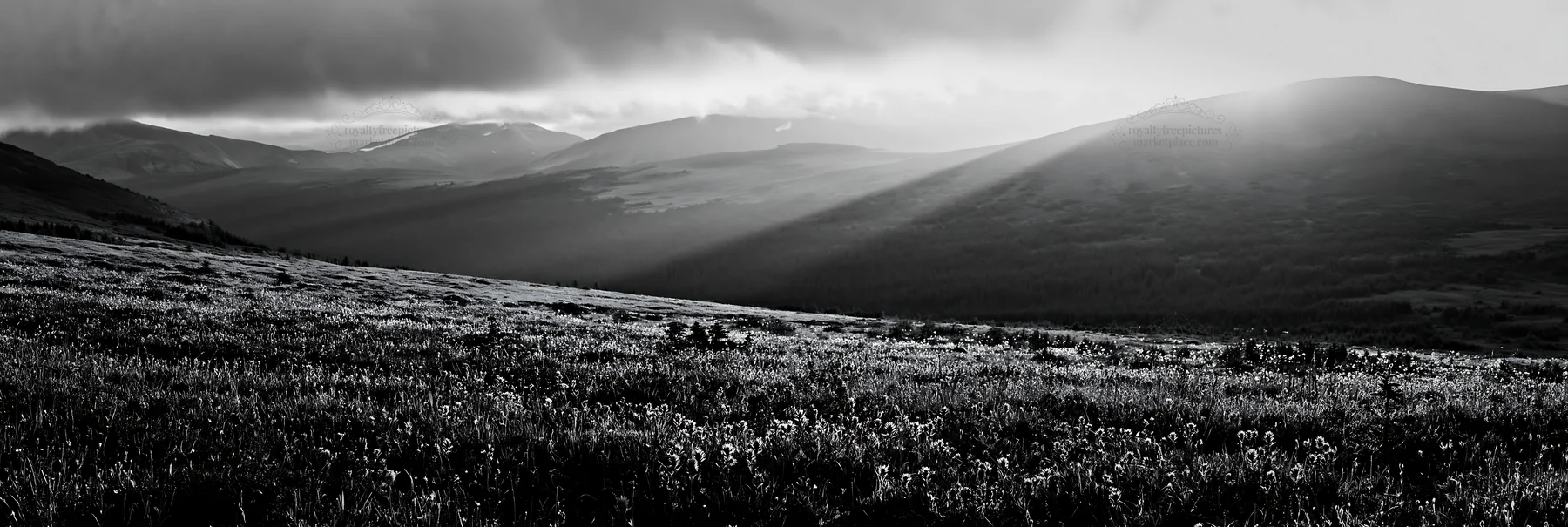 Black and white sunshine Meadows Banff light rays illuminate a flower-filled field - AI-generated stock image
