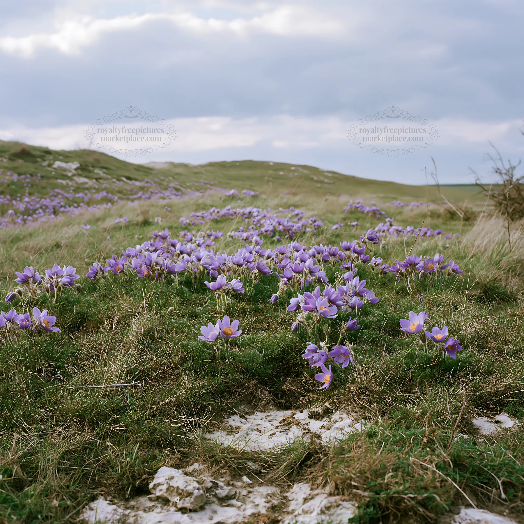 Cloudy pasque flower meadow with green grass in springtime - AI-generated stock image