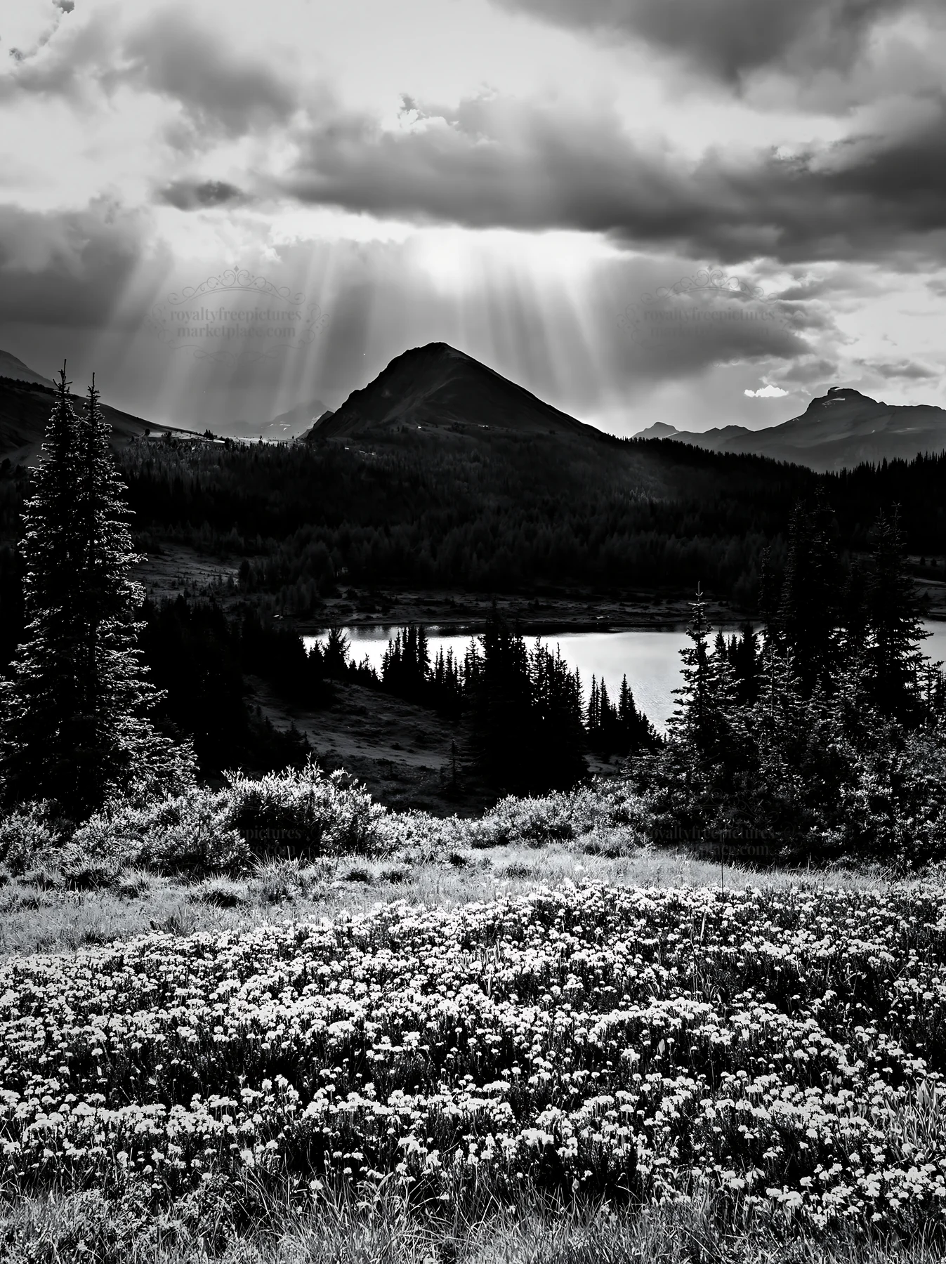 Black and white sunshine Meadows Banff light rays illuminate nature scene - AI-generated stock image