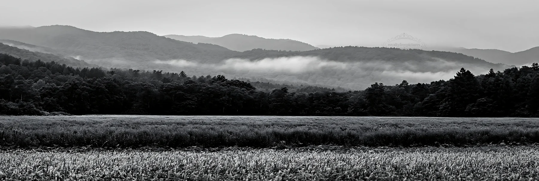 Black and white iwate rain refreshed meadow seedhead foreground - AI-generated stock image