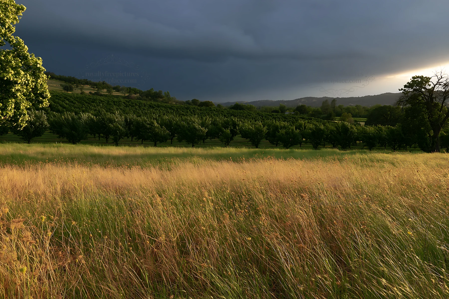 Foothill orchard meadow under dark clouds - AI-generated stock image