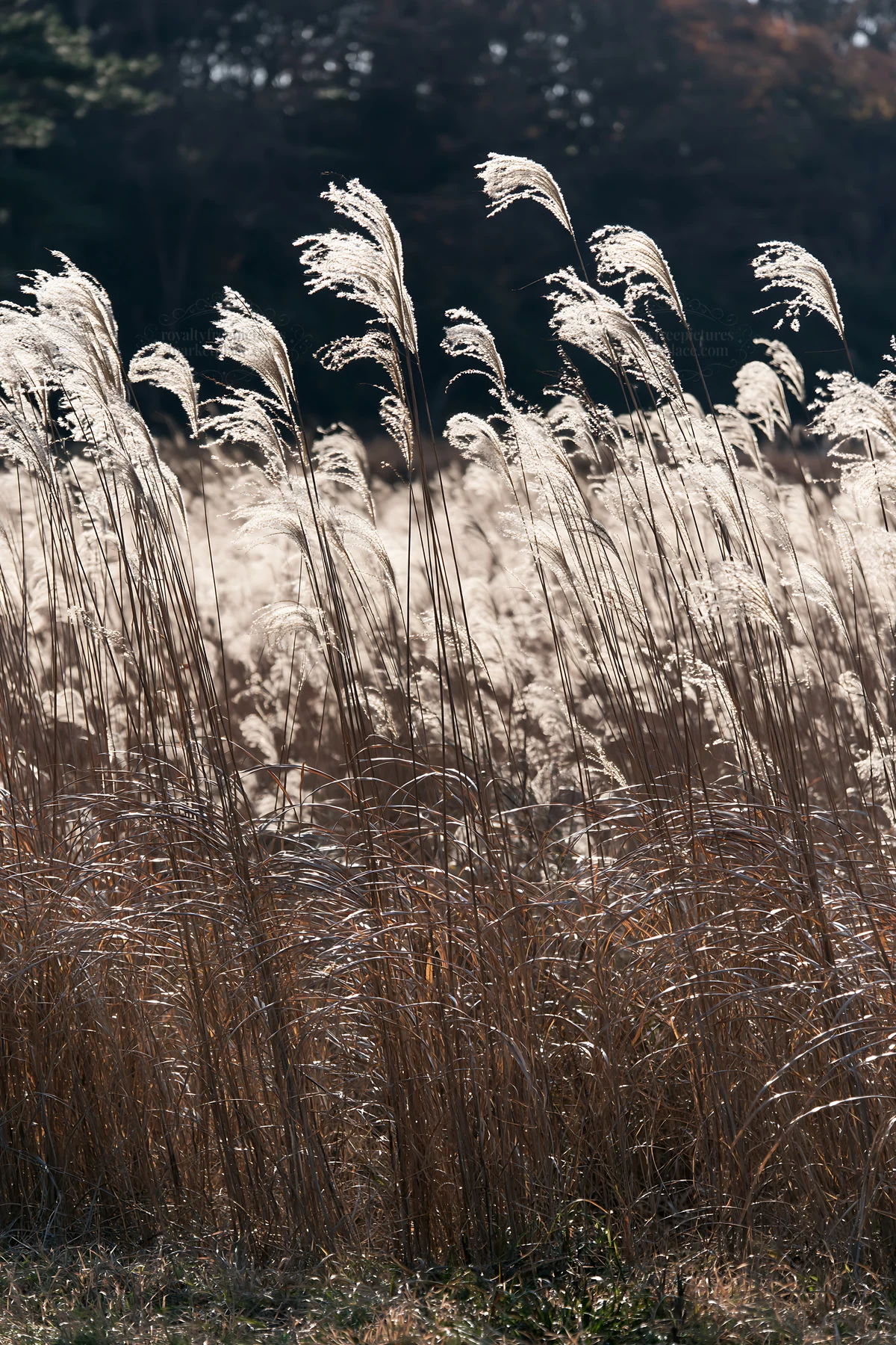 Urban wildlife habitat with seedheads in Tokyo - AI-generated stock image