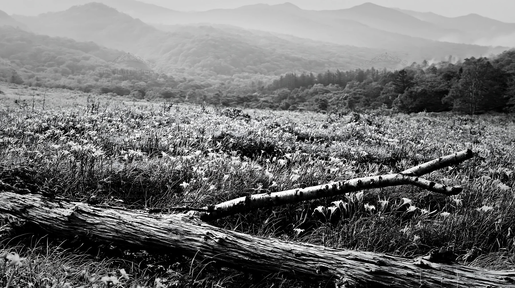 Log in green meadow with mountains in background - AI-generated stock image