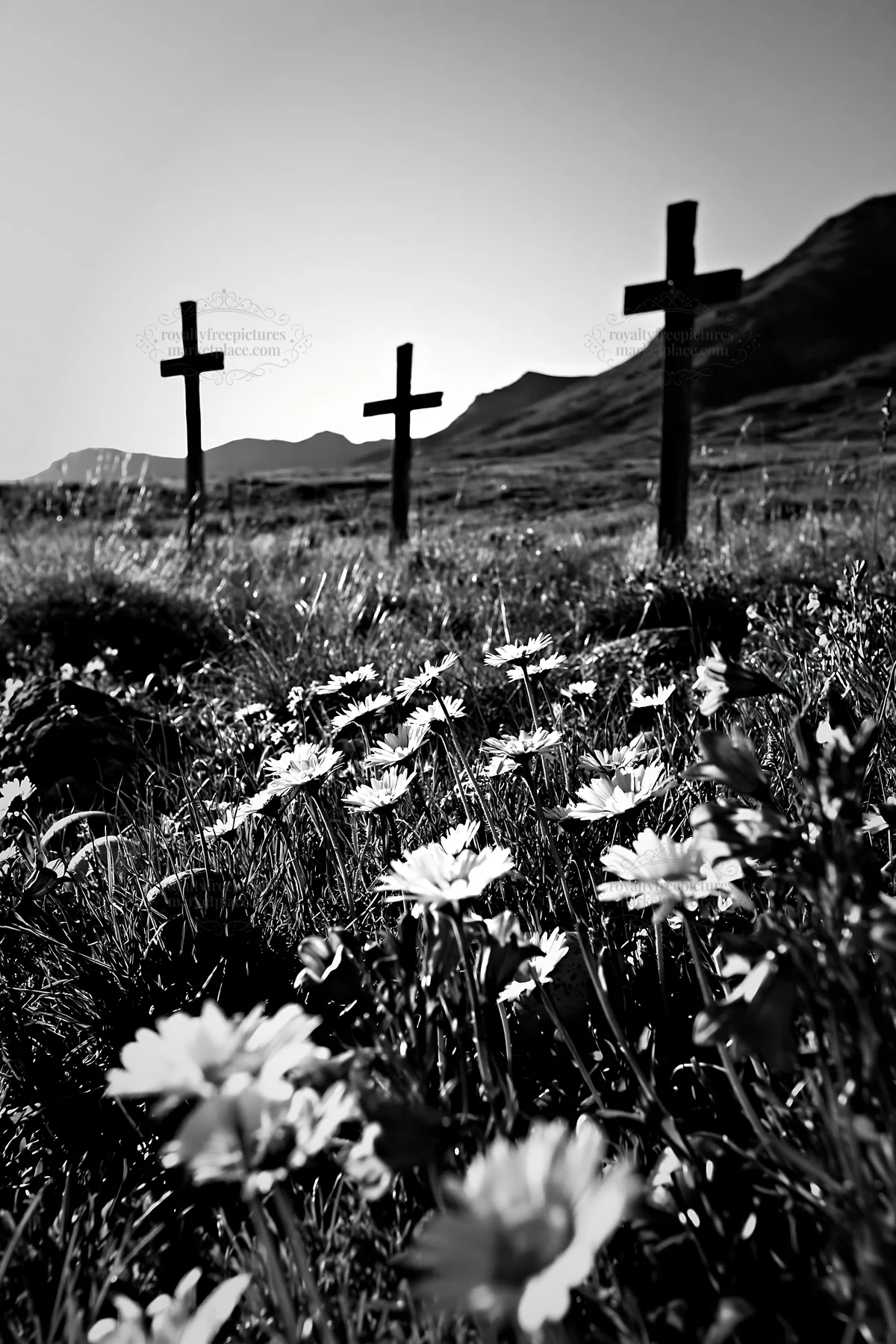 Three Christian crosses in a quiet meadow with flowers - AI-generated stock image