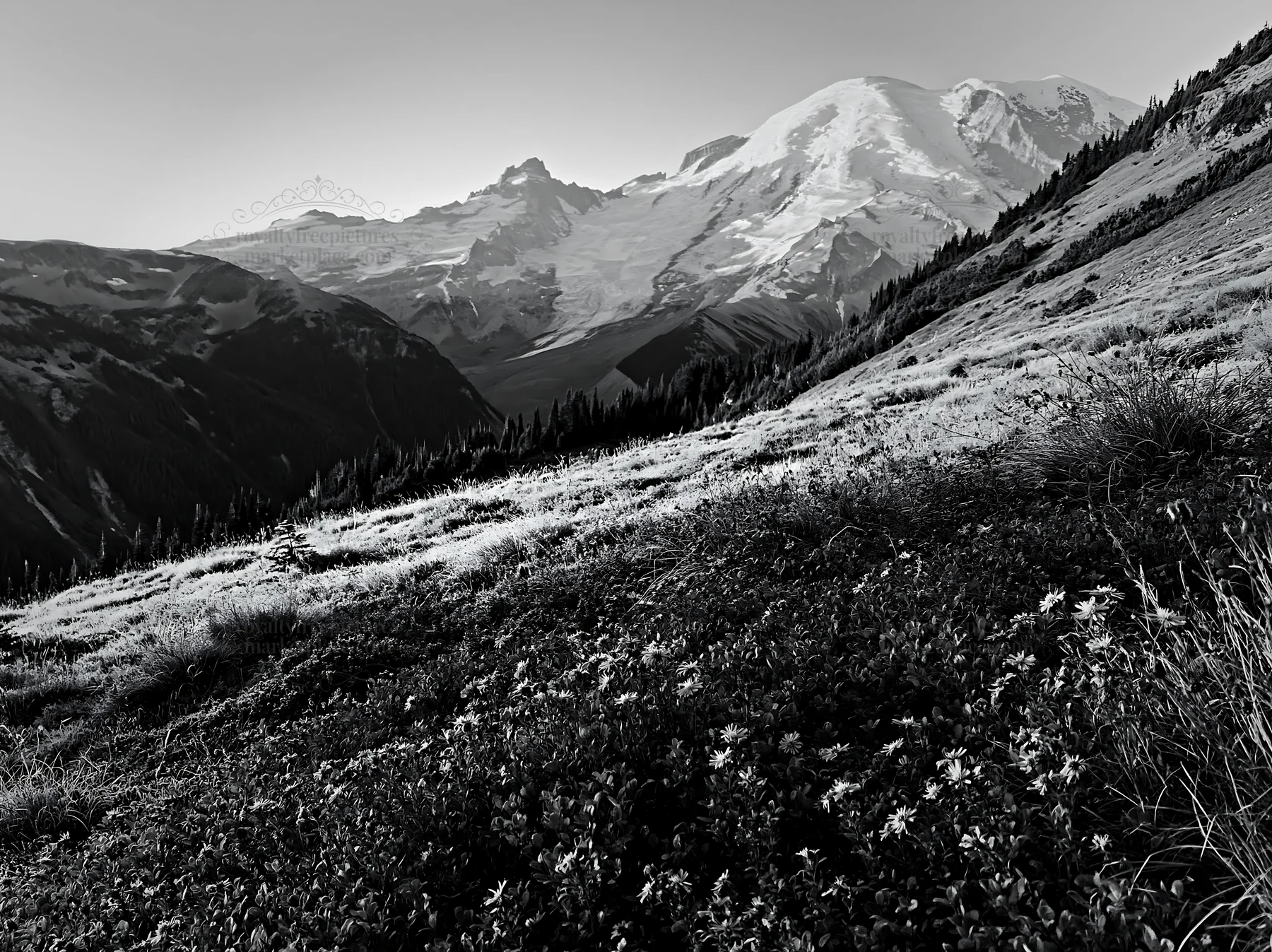 Mount Rainier wildflower meadow at sunrise - AI-generated stock image