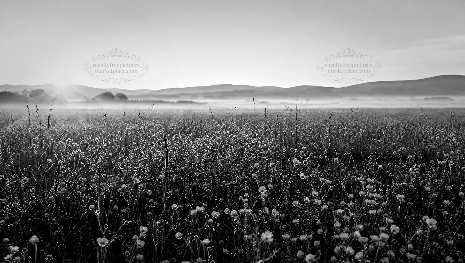 Black and white rewilded meadow at sunrise with mist and flowers - AI-generated stock image