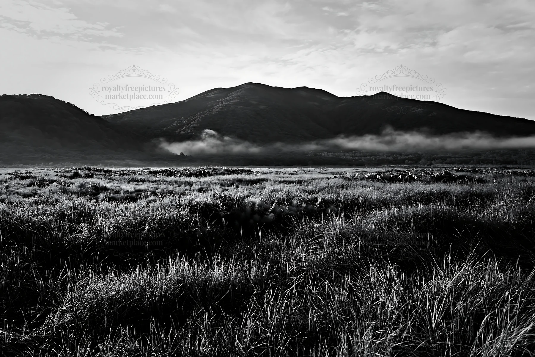 Black and white expansive Hokkaido restoration meadow with dewdrops - AI-generated stock image